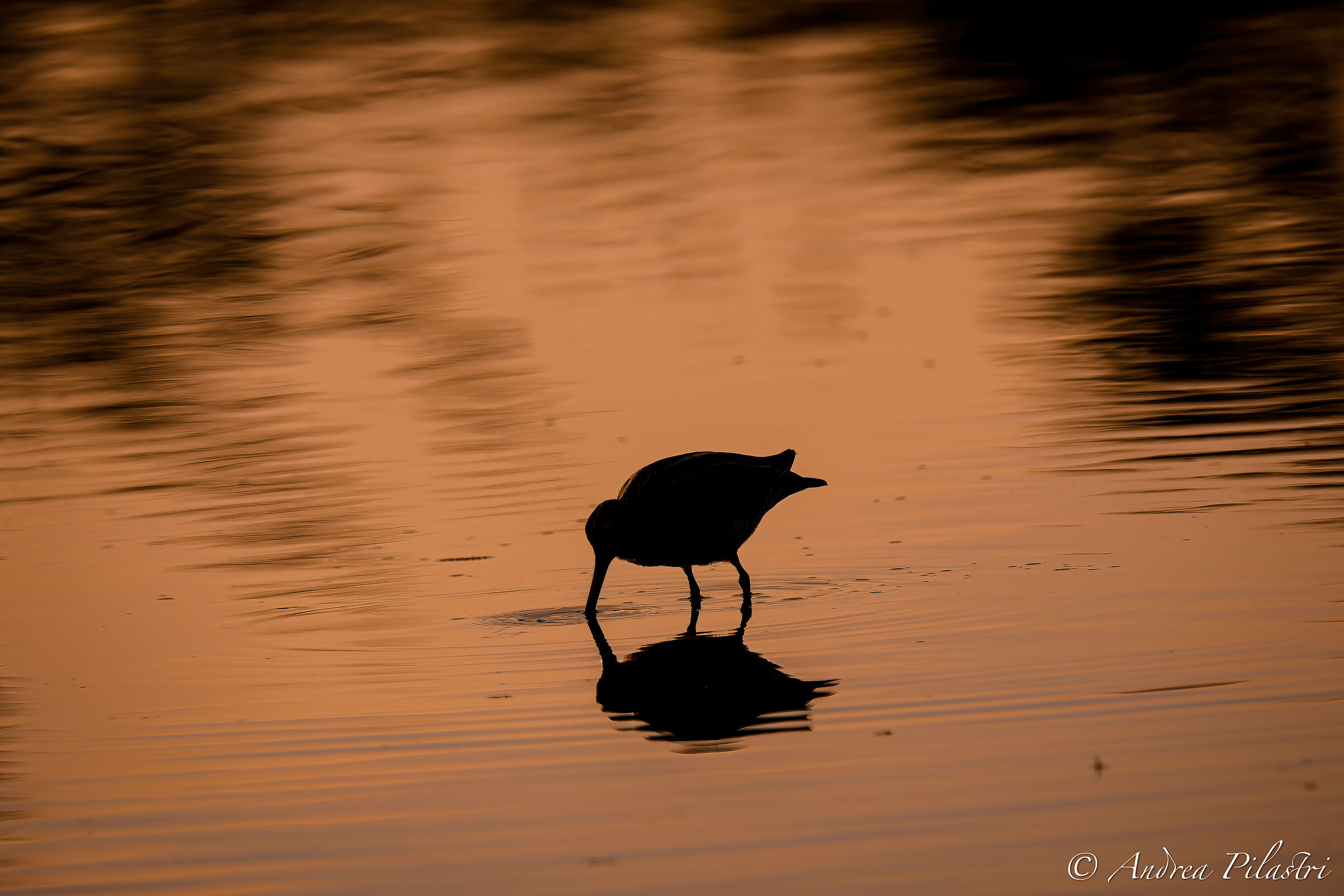 Snipe at Sunset