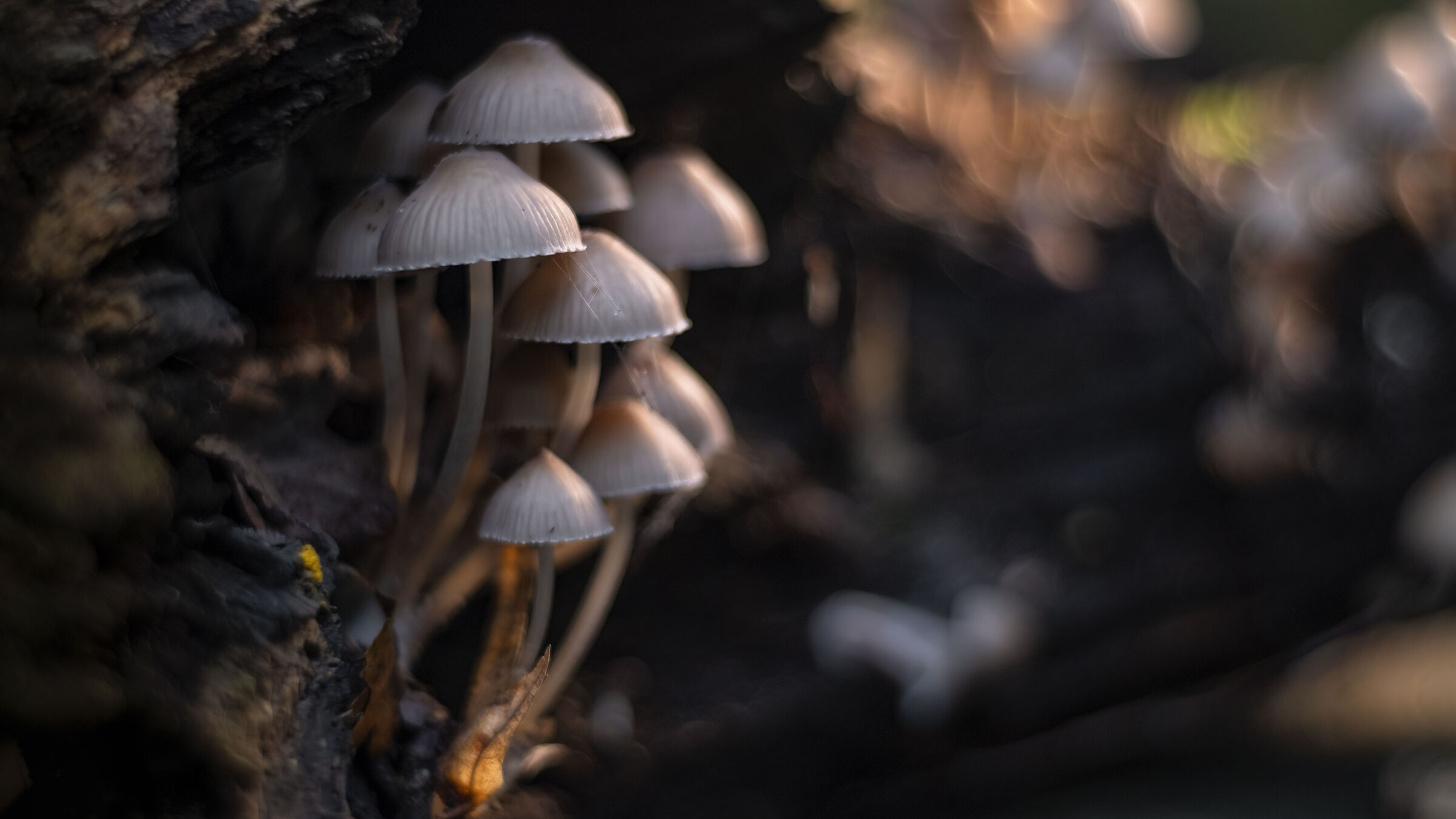 all'ombra di un ceppo d'albero