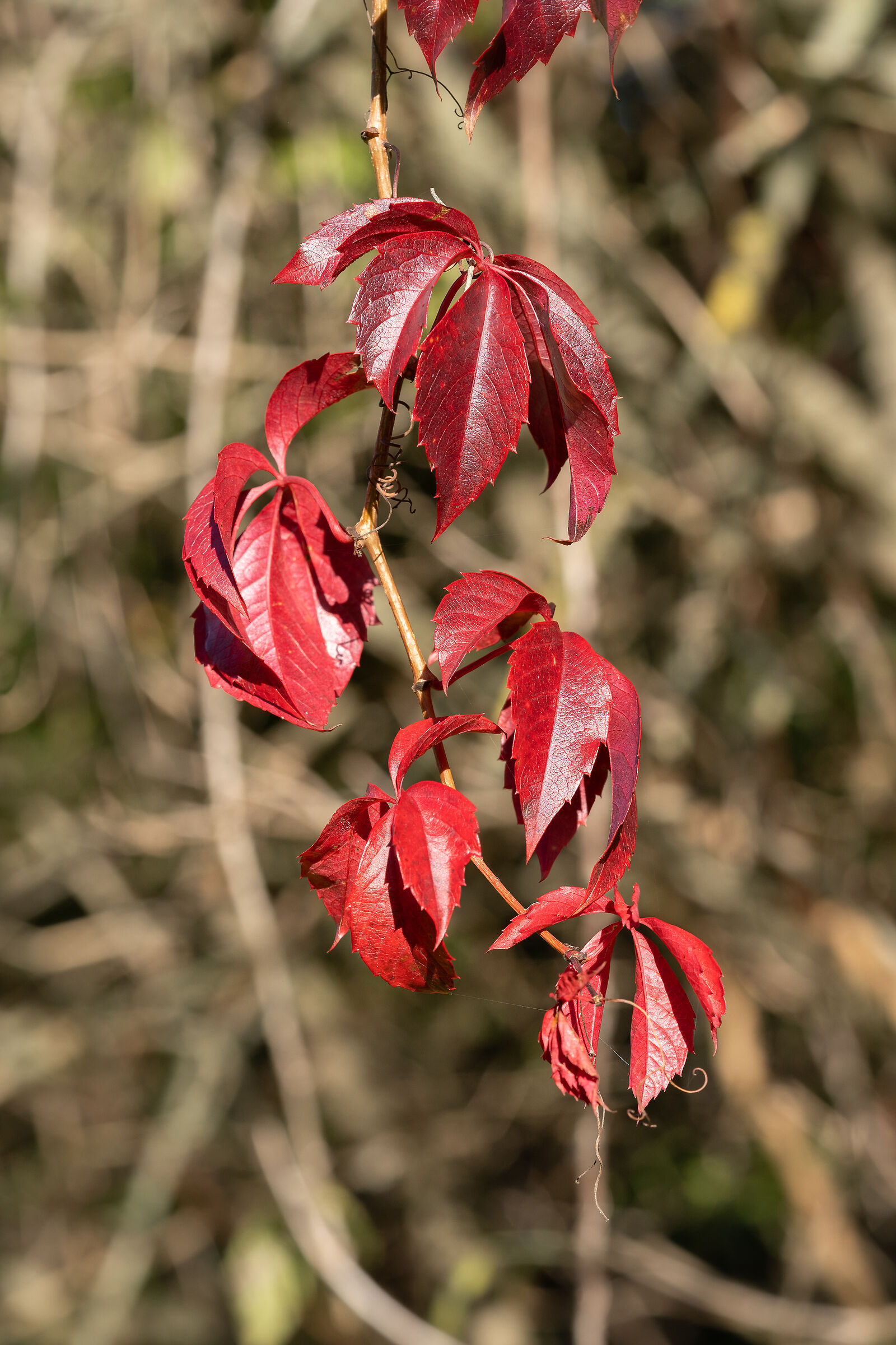 Primo scatto d'autunno
