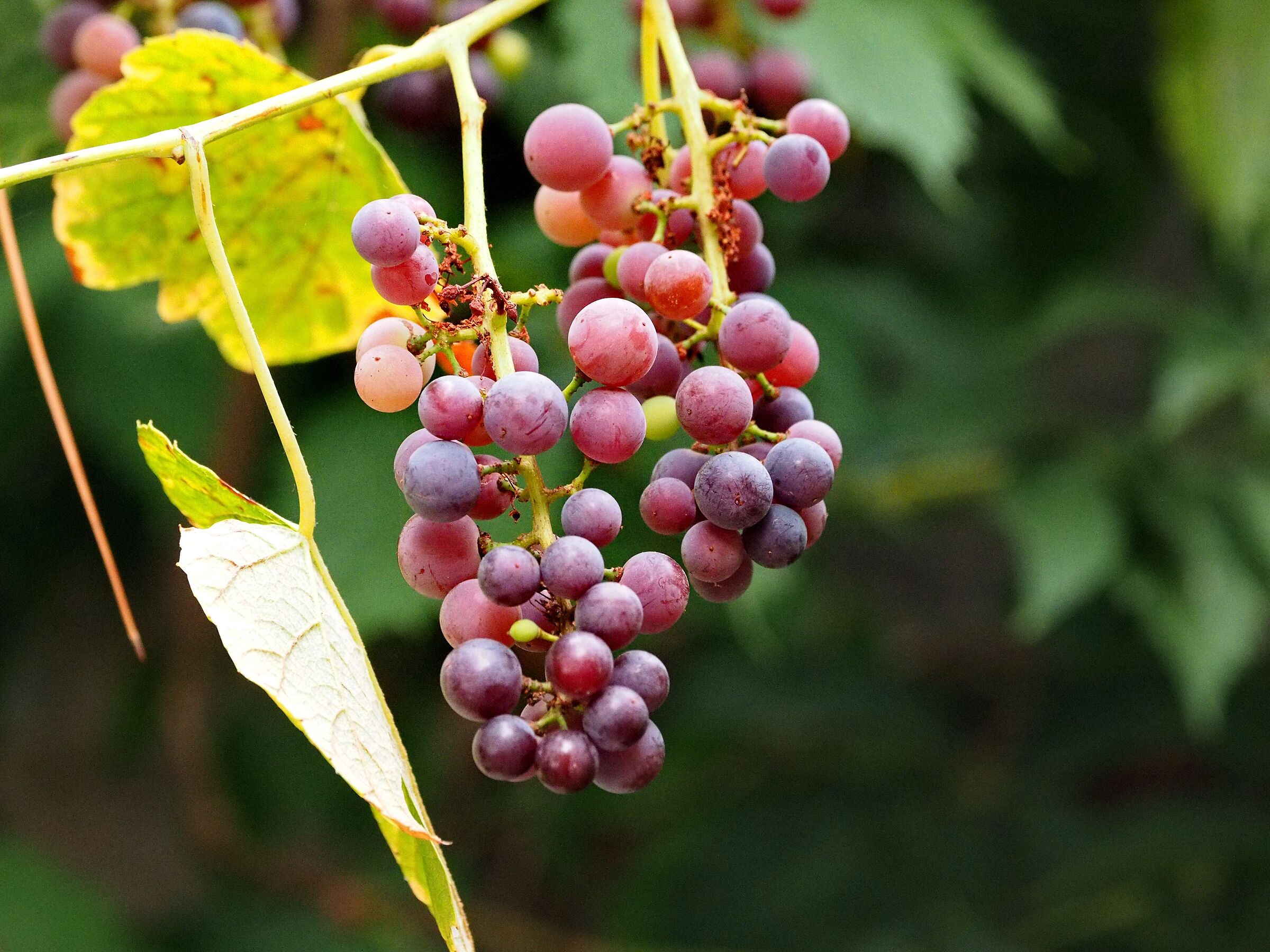 The colors of autumn