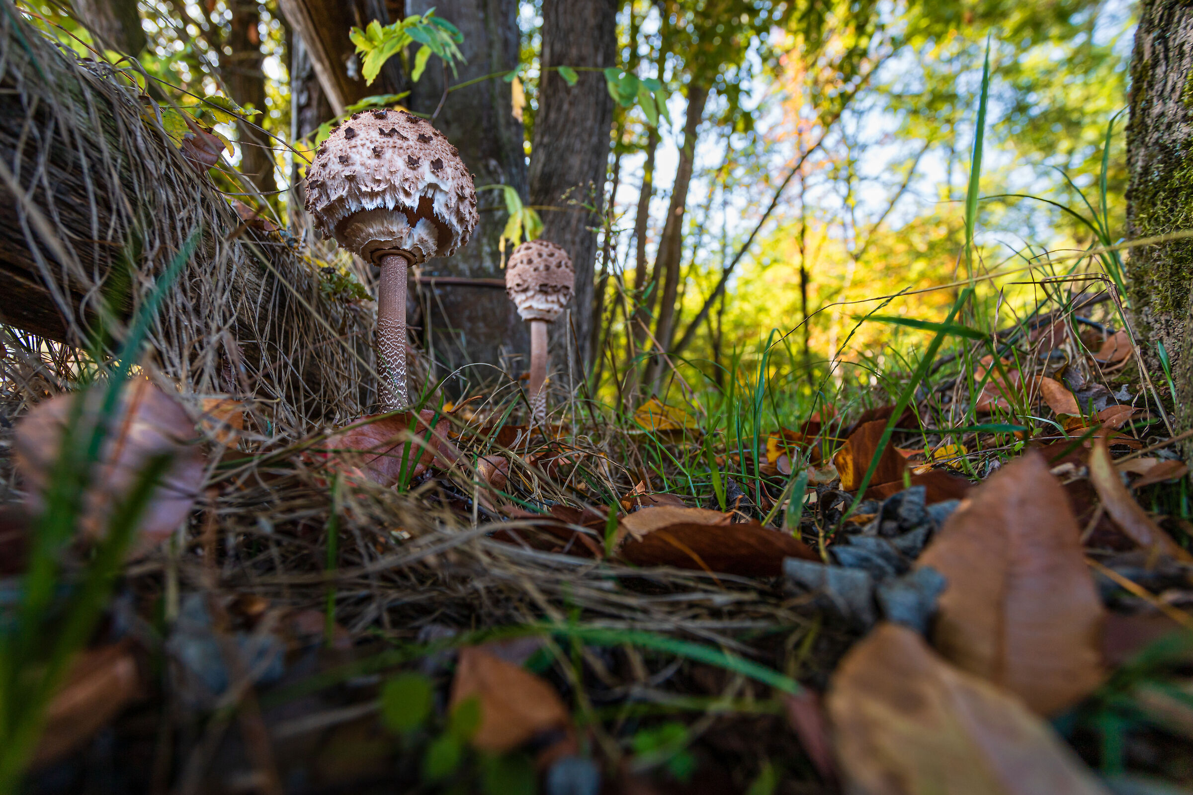 The rhythm of the forest