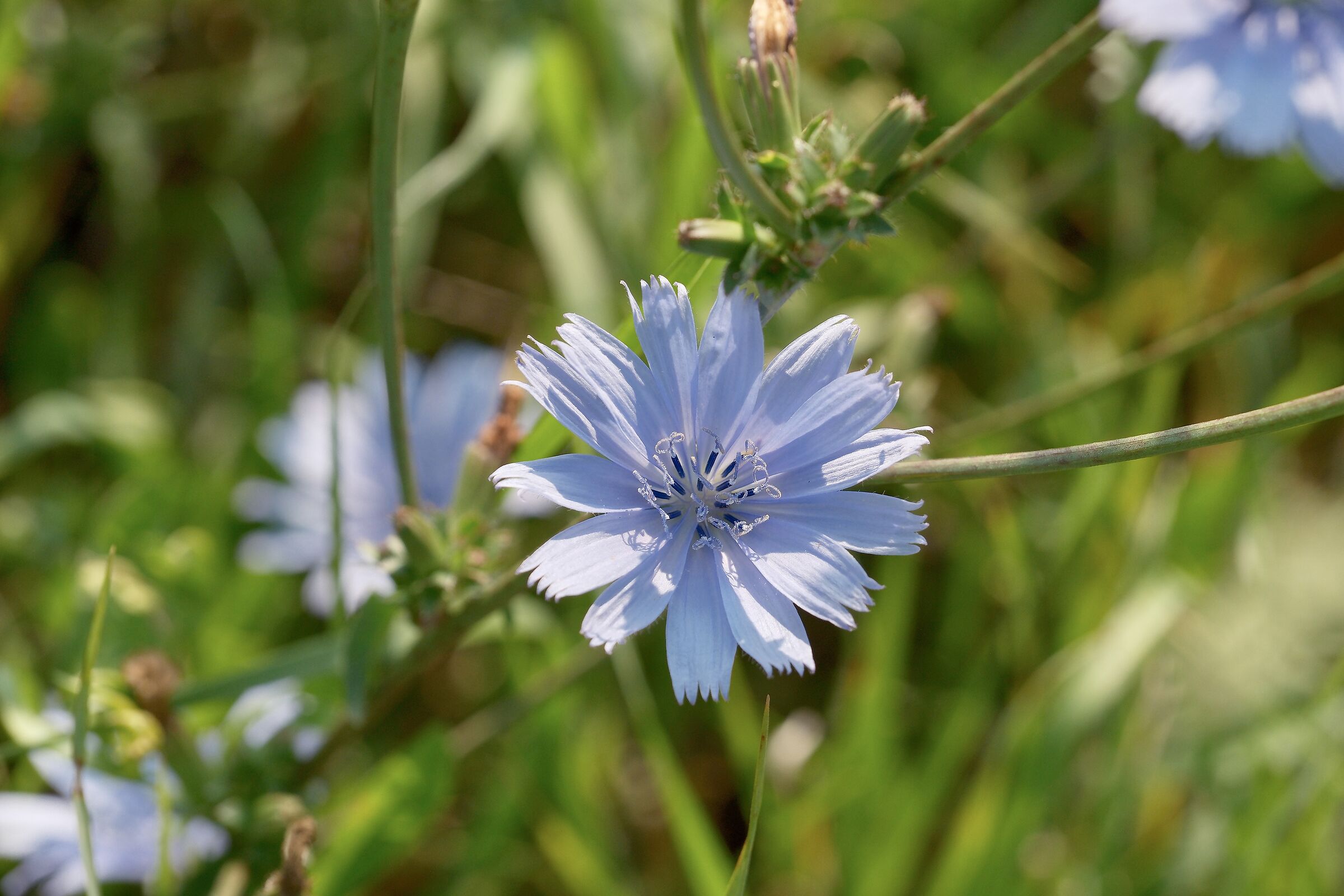 Common chicory
