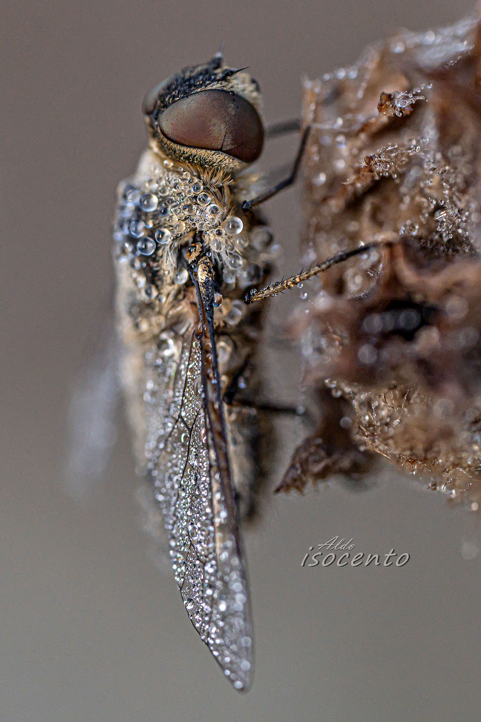 The frost