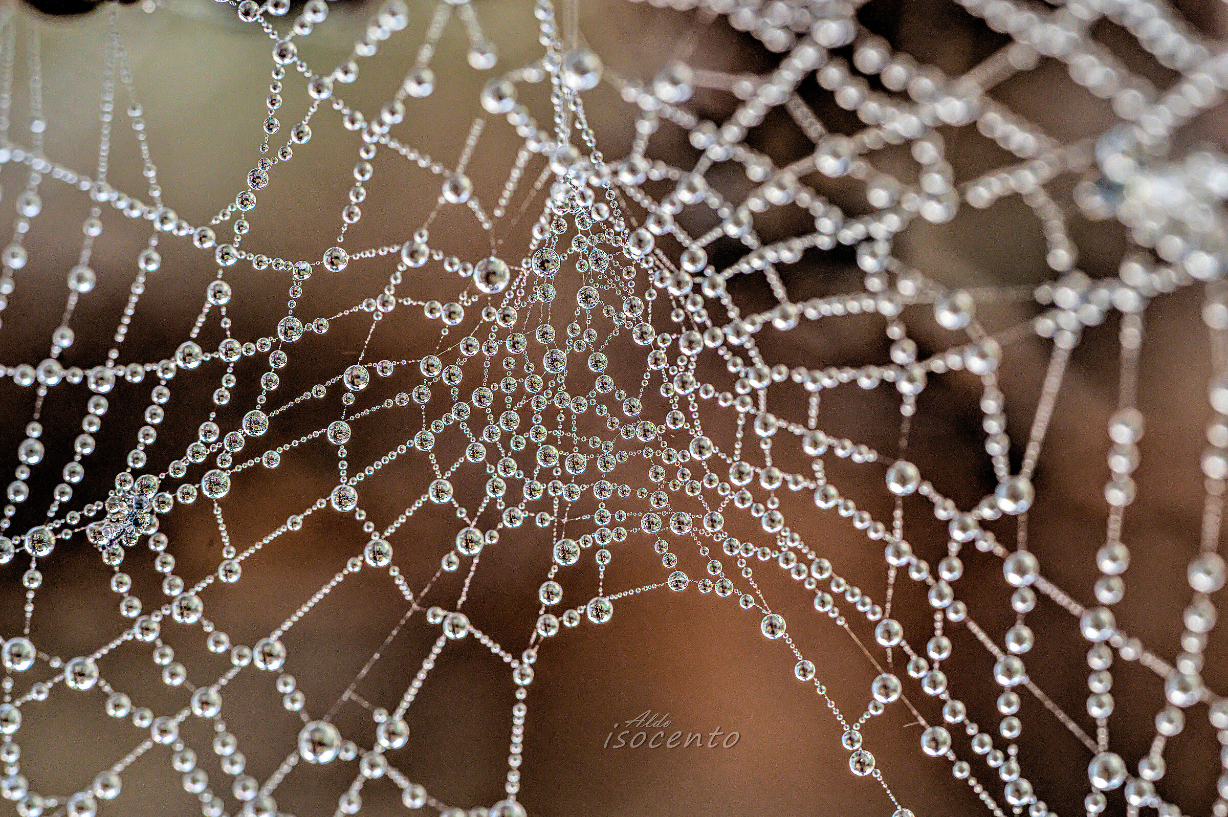 Spider web in the morning