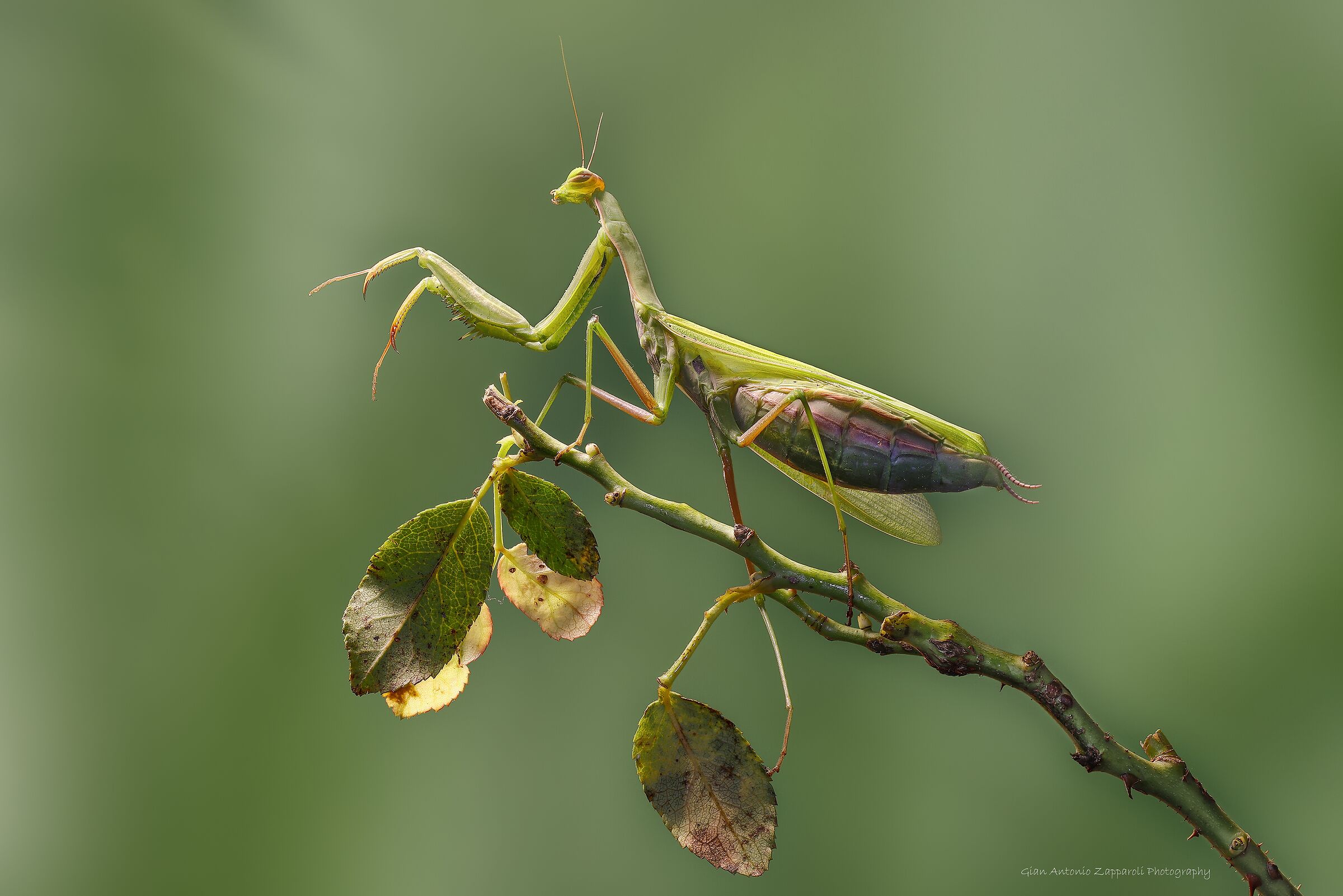Mantis