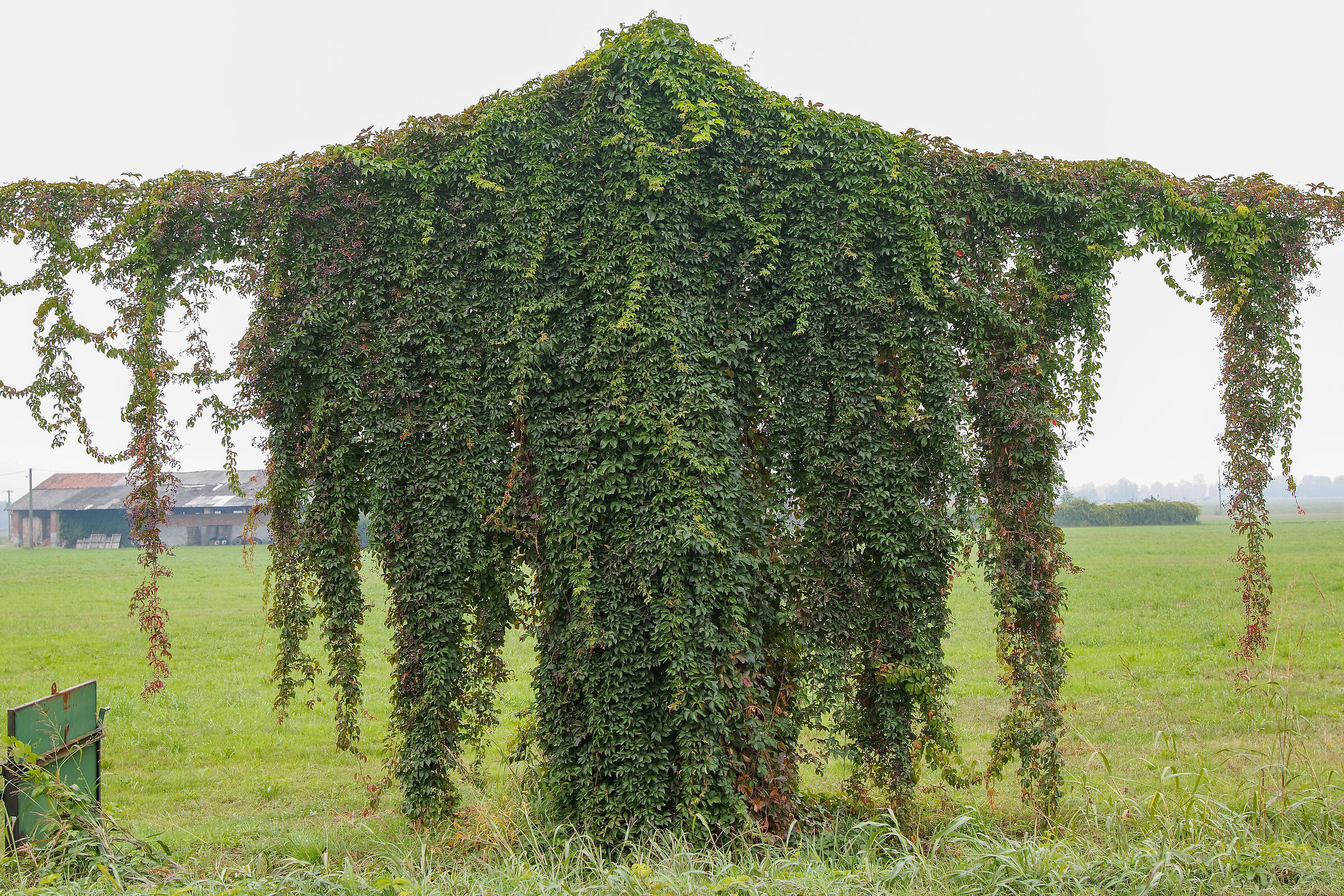 St