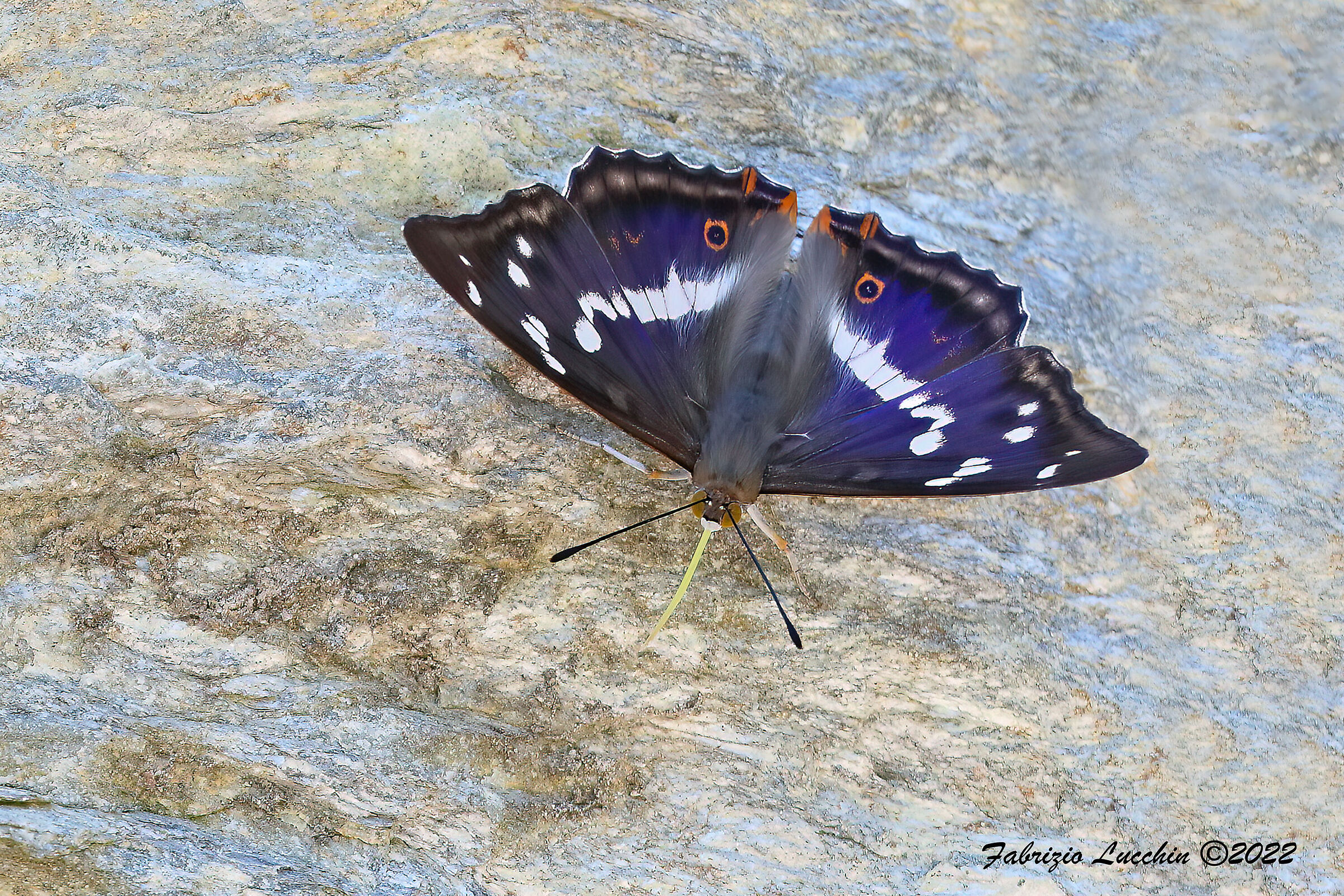 Apatura iris (male specimen)