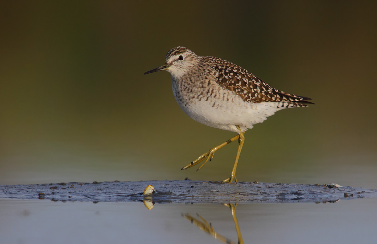 Sandpiper Sandpiper