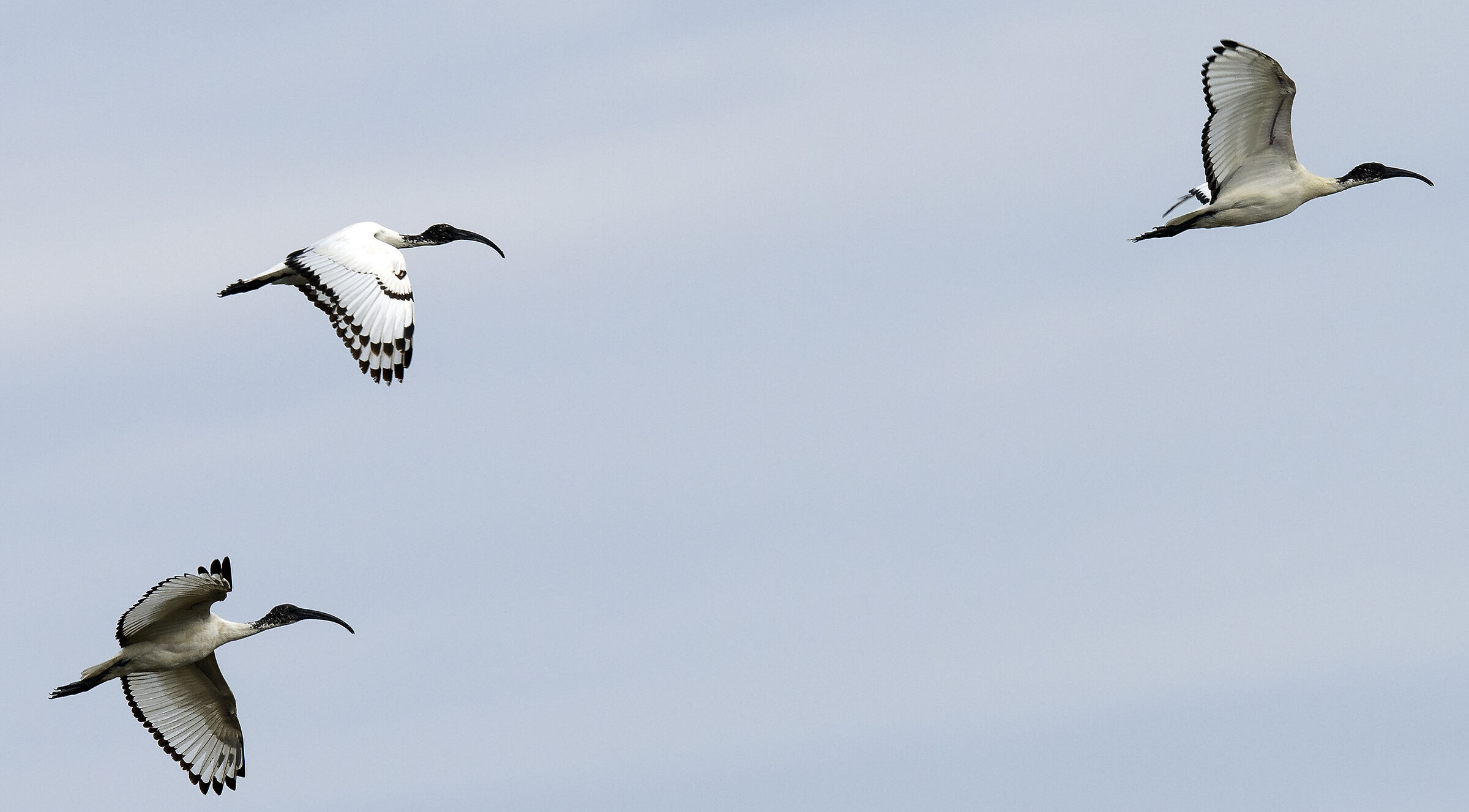 Sacred Of The Nile Ibis