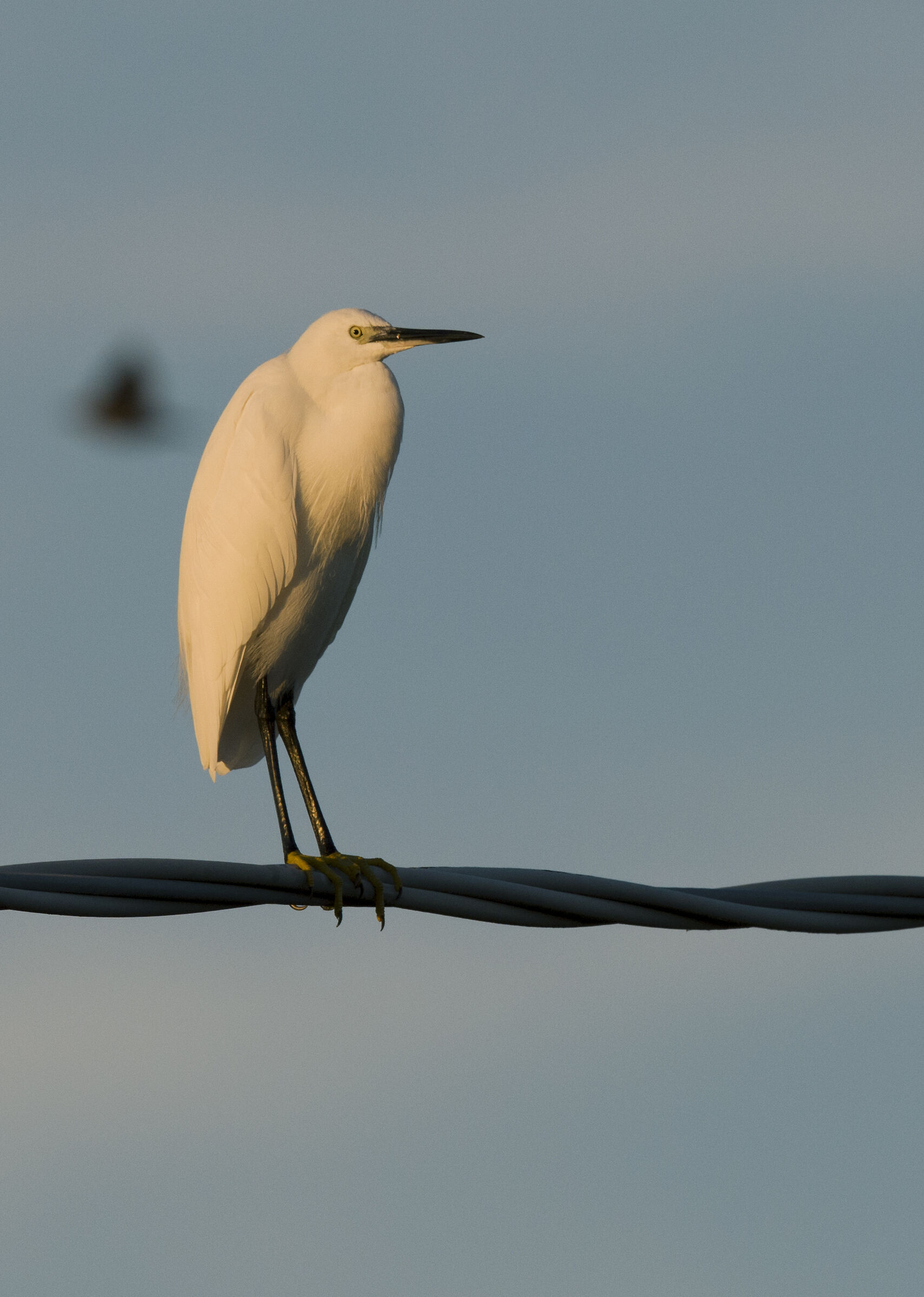 Egret