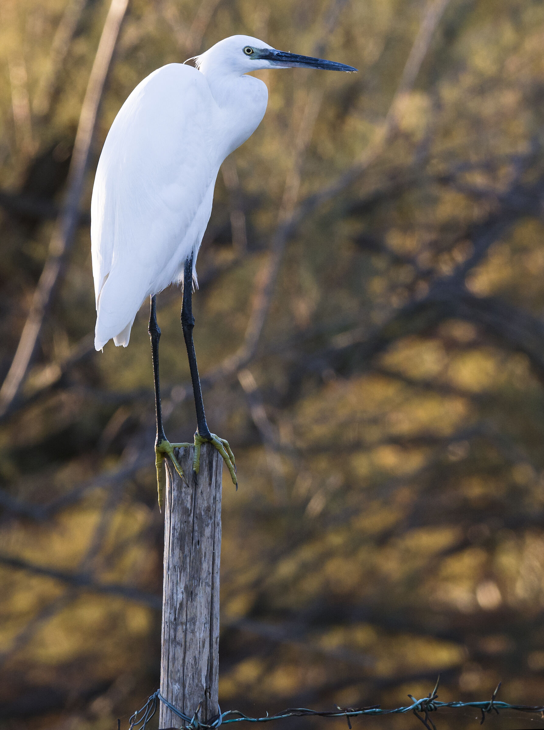 Egret