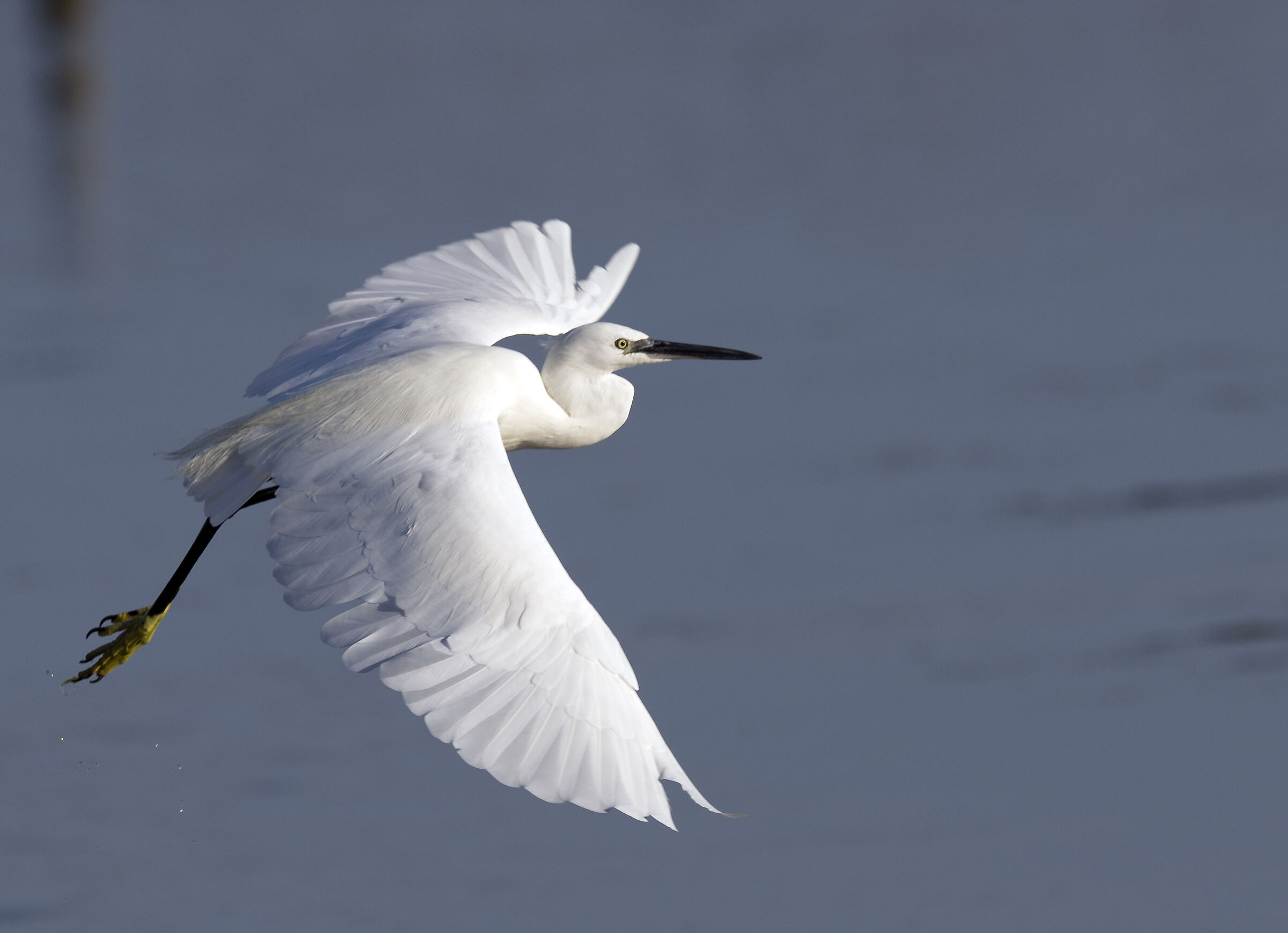 Egret