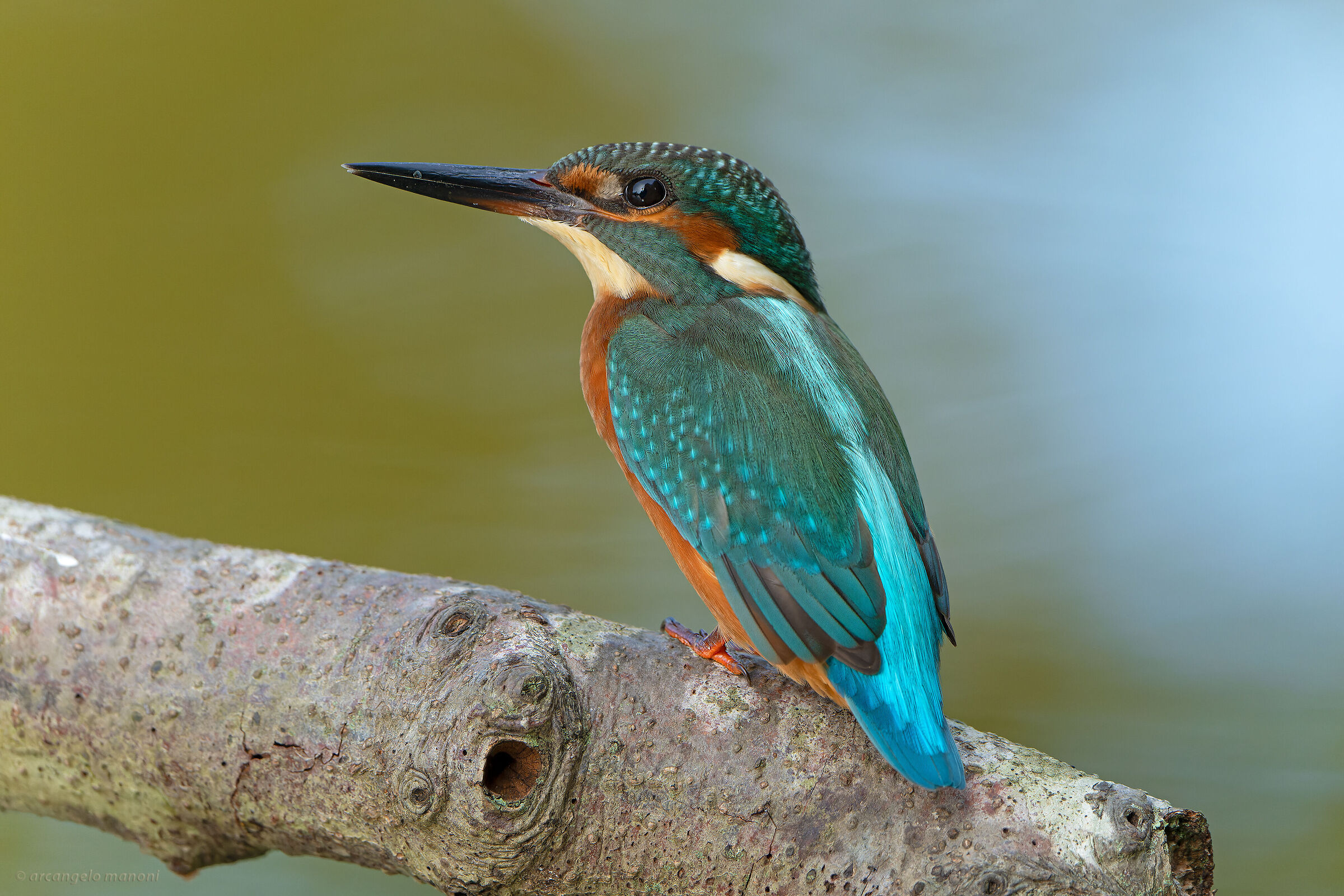 The master of the river