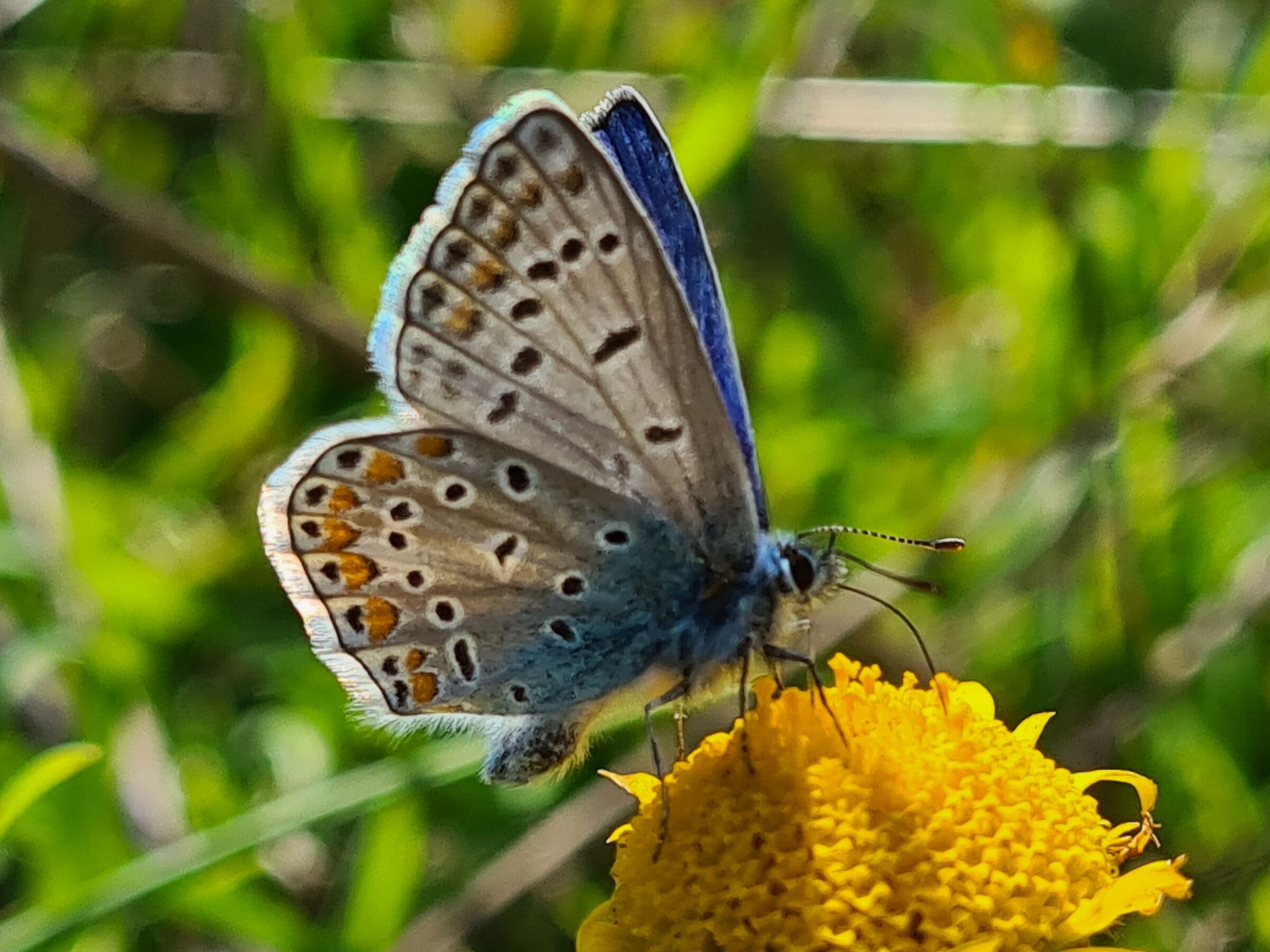 Butterfly6