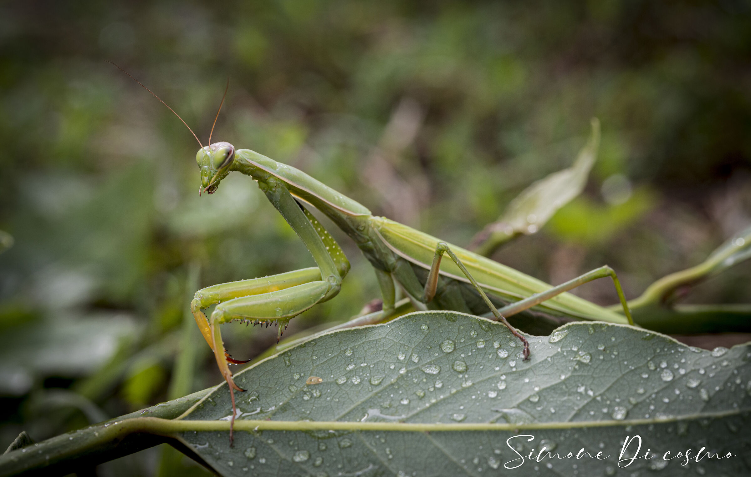 mantide religiosa bagnata