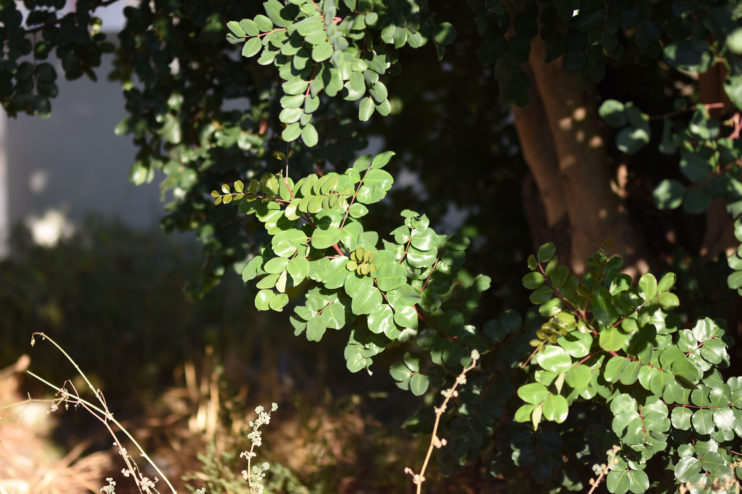 " F. 1.4 ", 1/ 8.0 0 0, ISO 250- Sigma 85, 1.4 Art