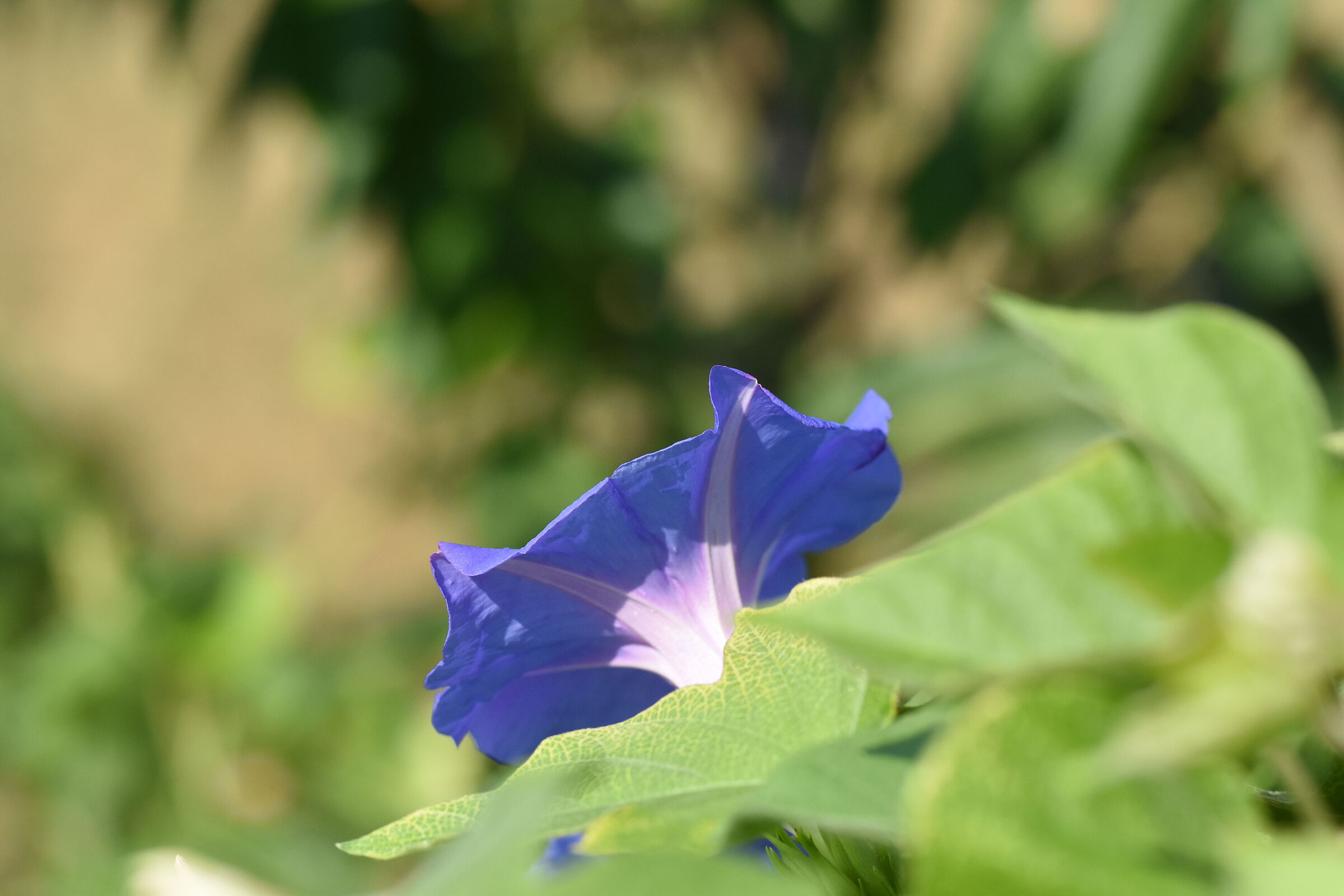 " ISO 1.0 0 0 ", F. 4, 1/ 8.0 0 0- Sigma 85, 1.4 A...