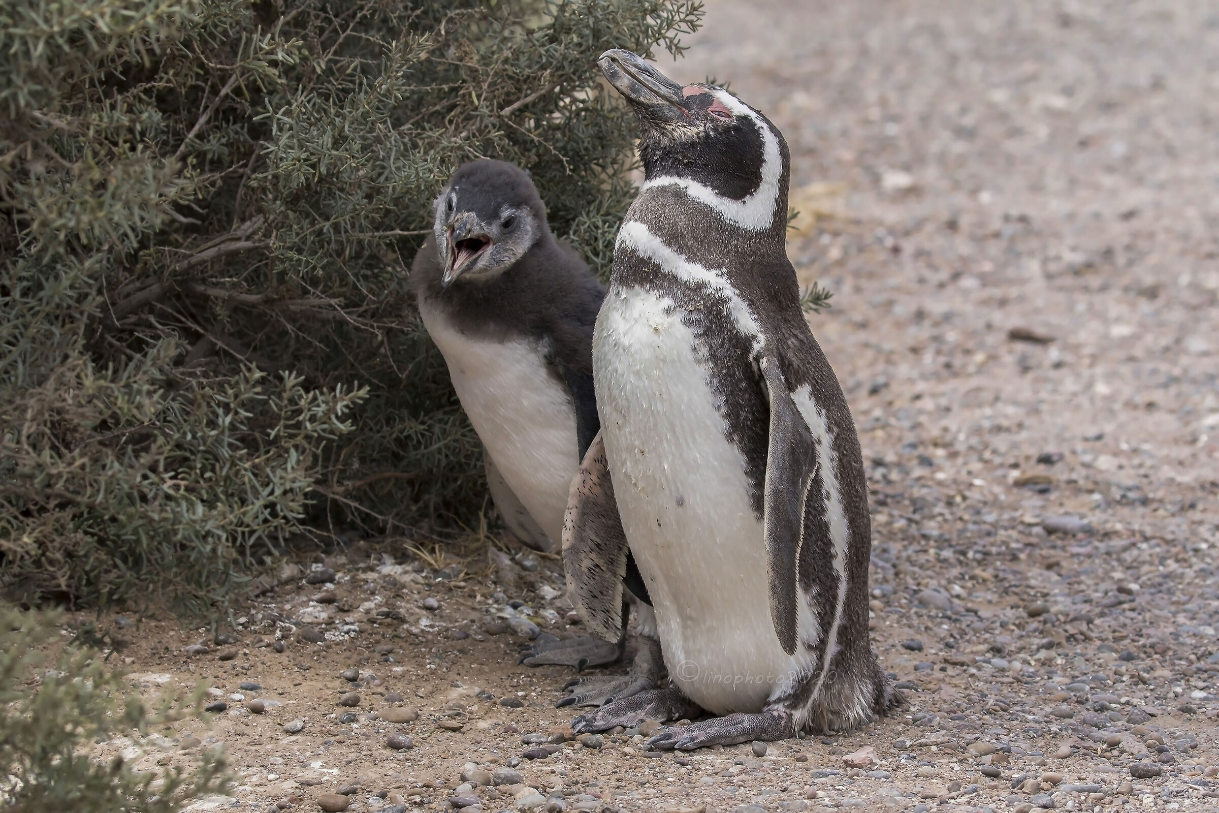 Pinguino di Magellano-Punta Tombo- Patagonia Argentina