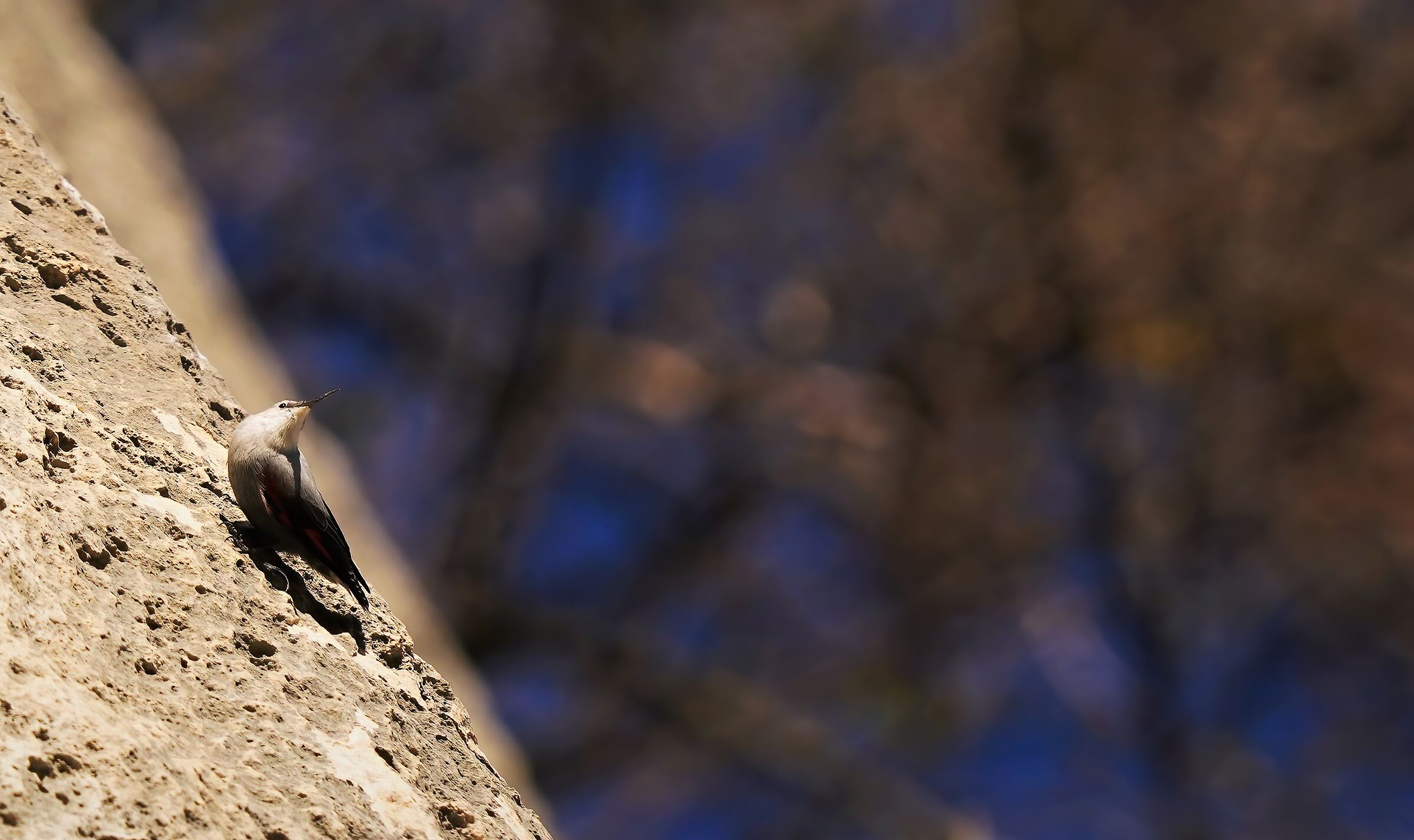 woodpecker wallow in autumn colors