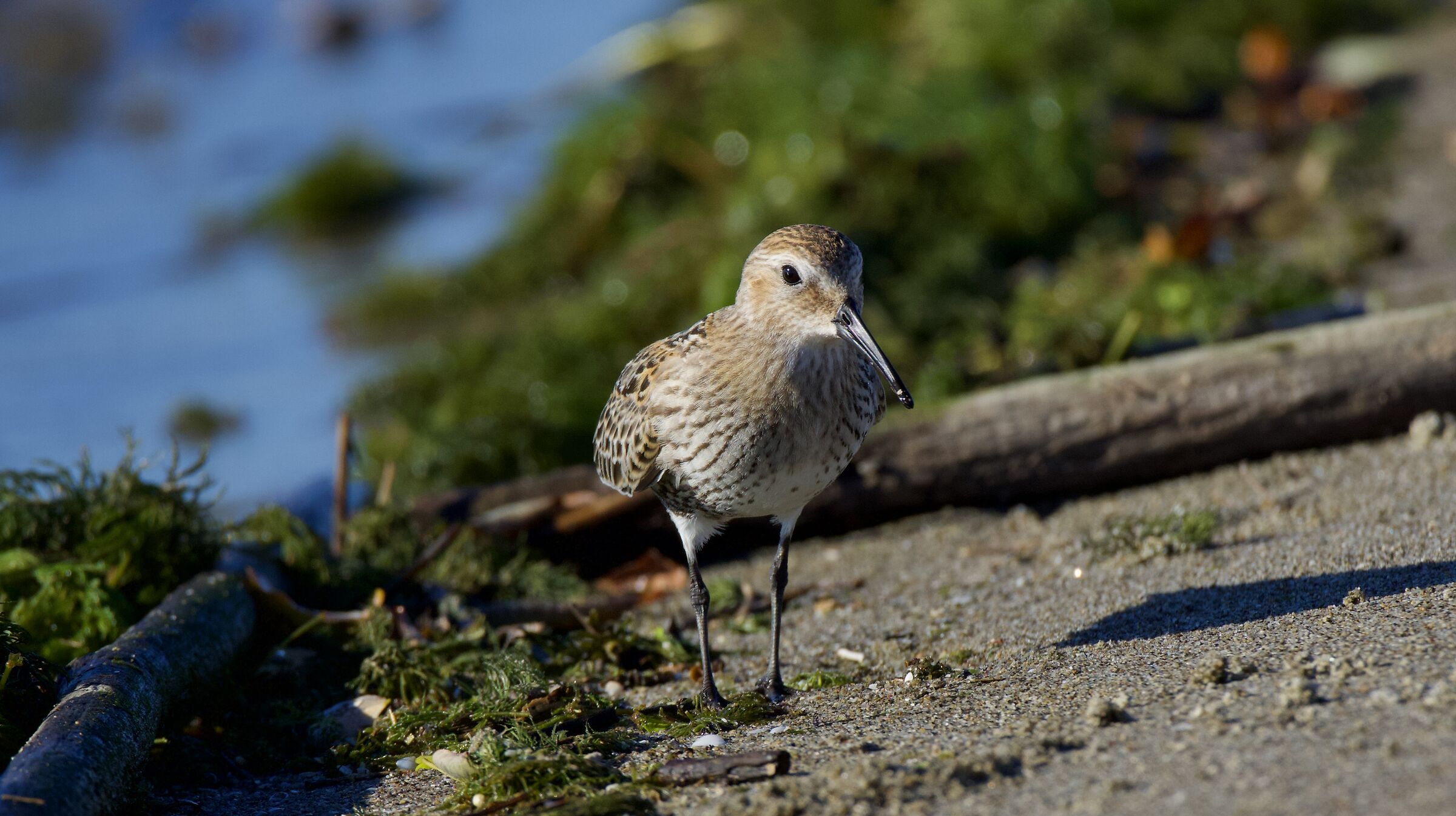 Dunlin