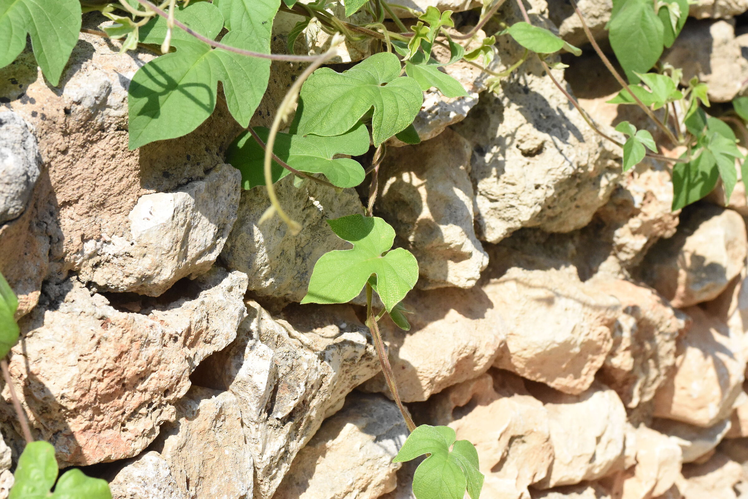 " ISO 4.0 0 0 ", 1/ 8.0 0 0, F. 8- Sigma 85, 1.4 A...