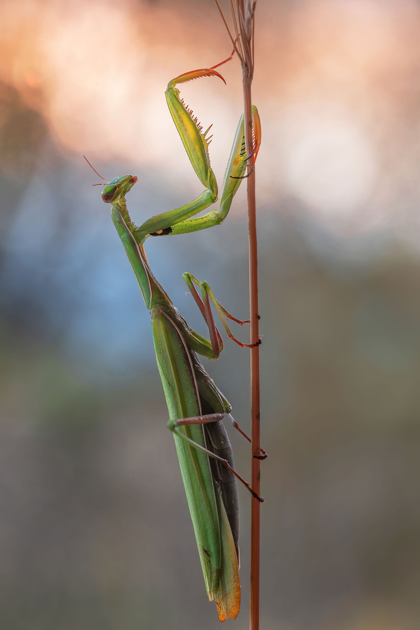 Mantis religiosa