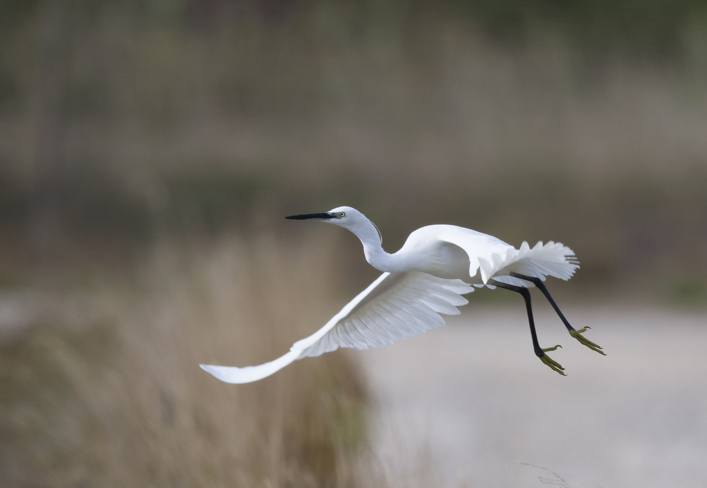 Egret
