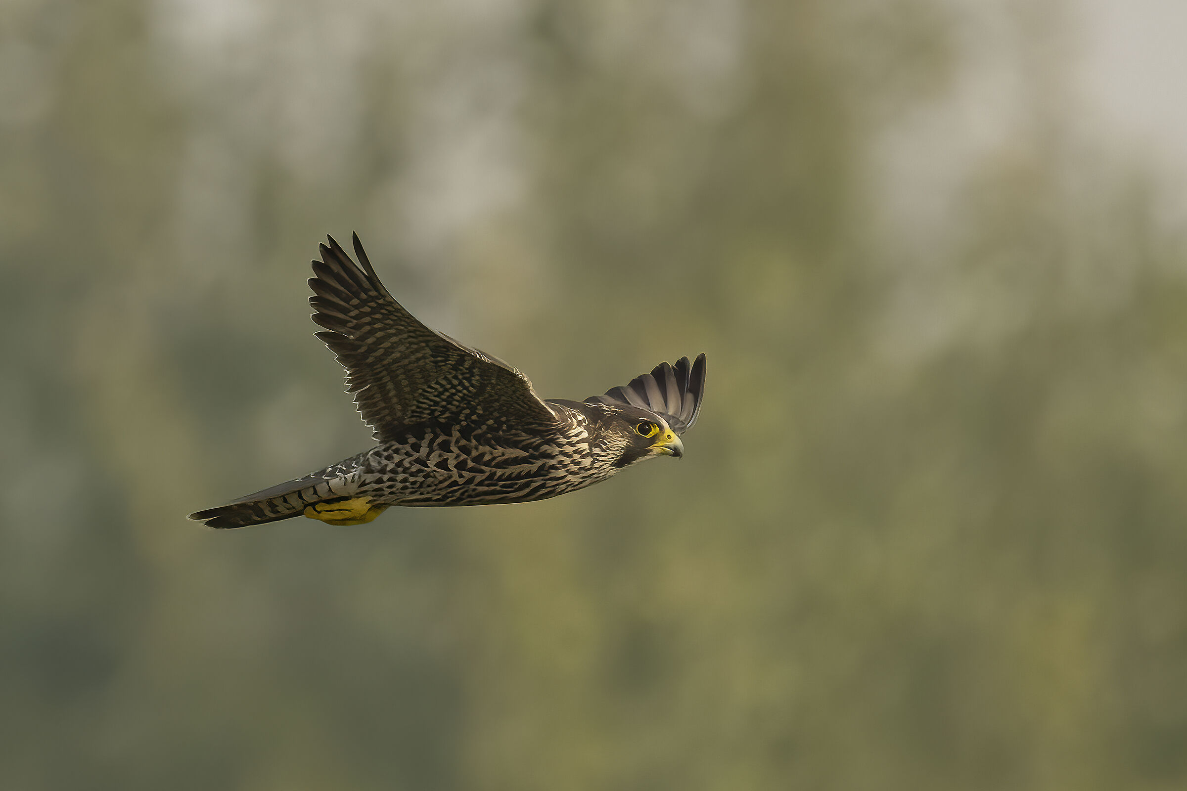 falco pellegrino