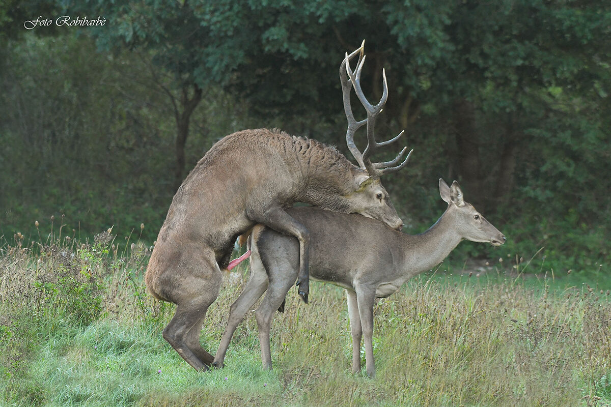 Futuri Bambi in arrivo...