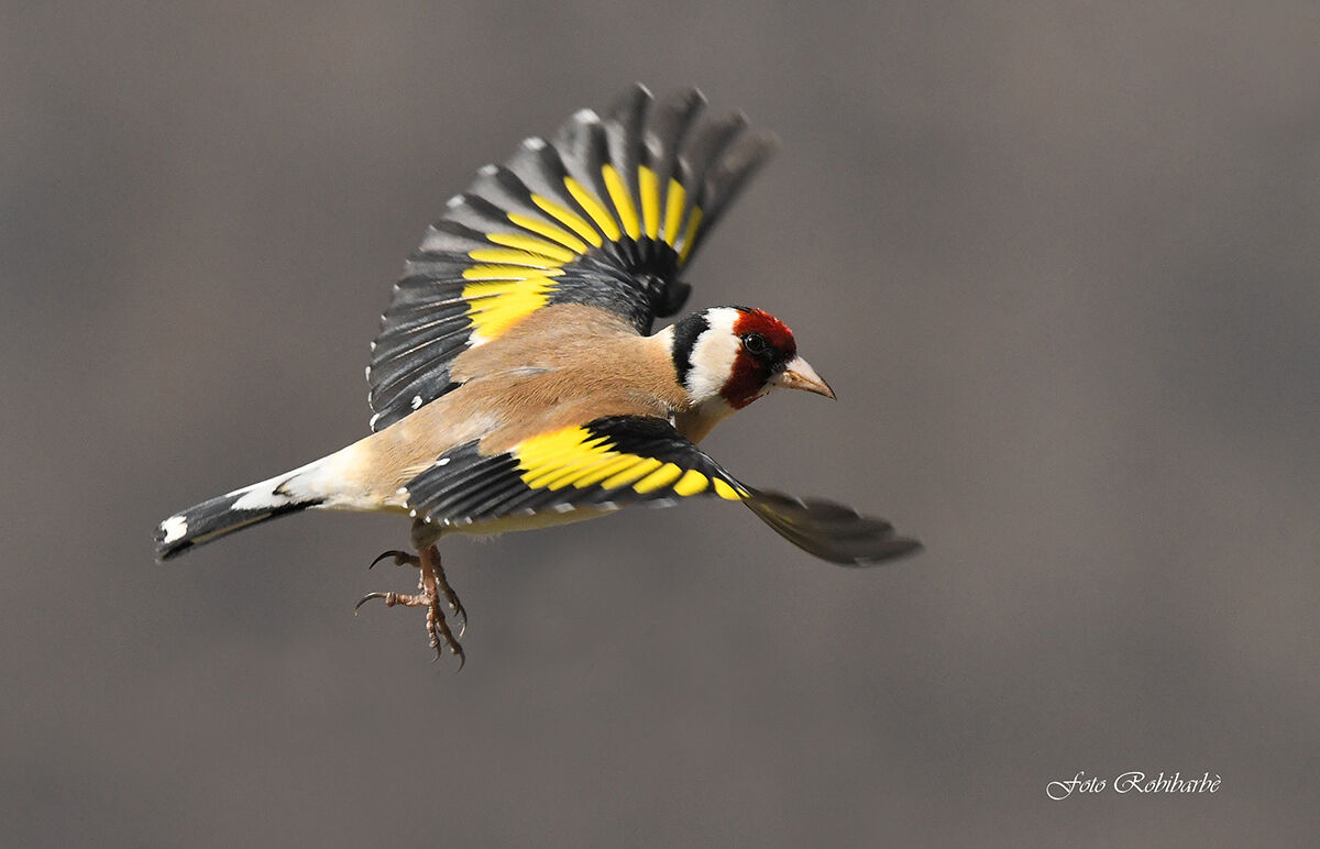 Goldfinch...