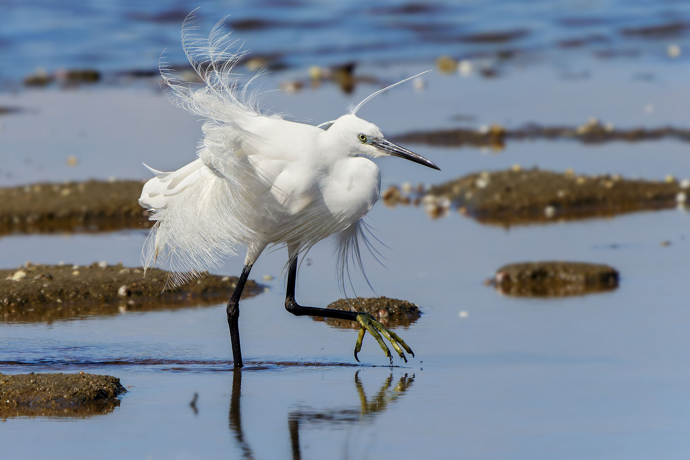 Walking in the swamp