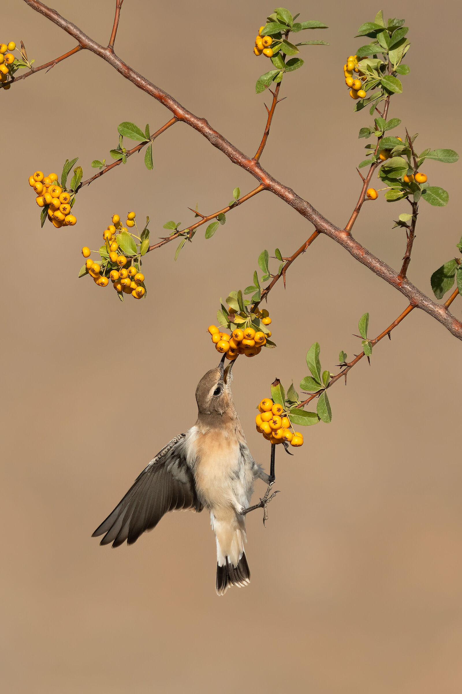 Isabelline Wheatear