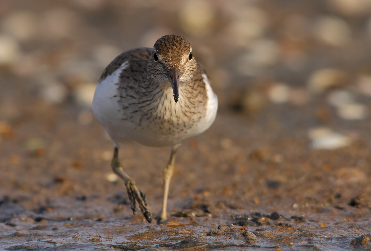 Common Sandpiper