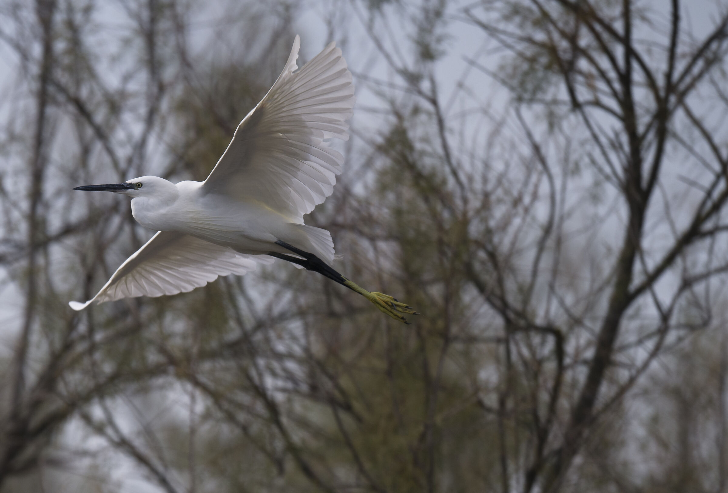 Egretta egret Linnaeus
