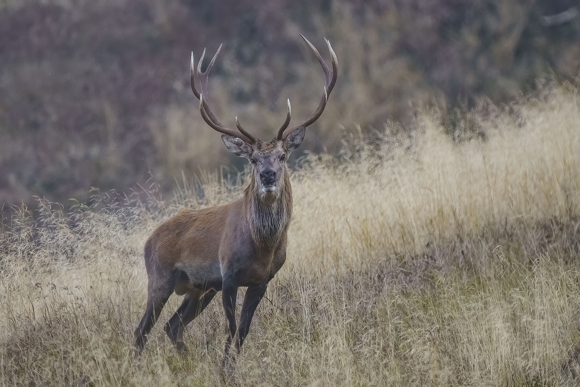 Deer posing