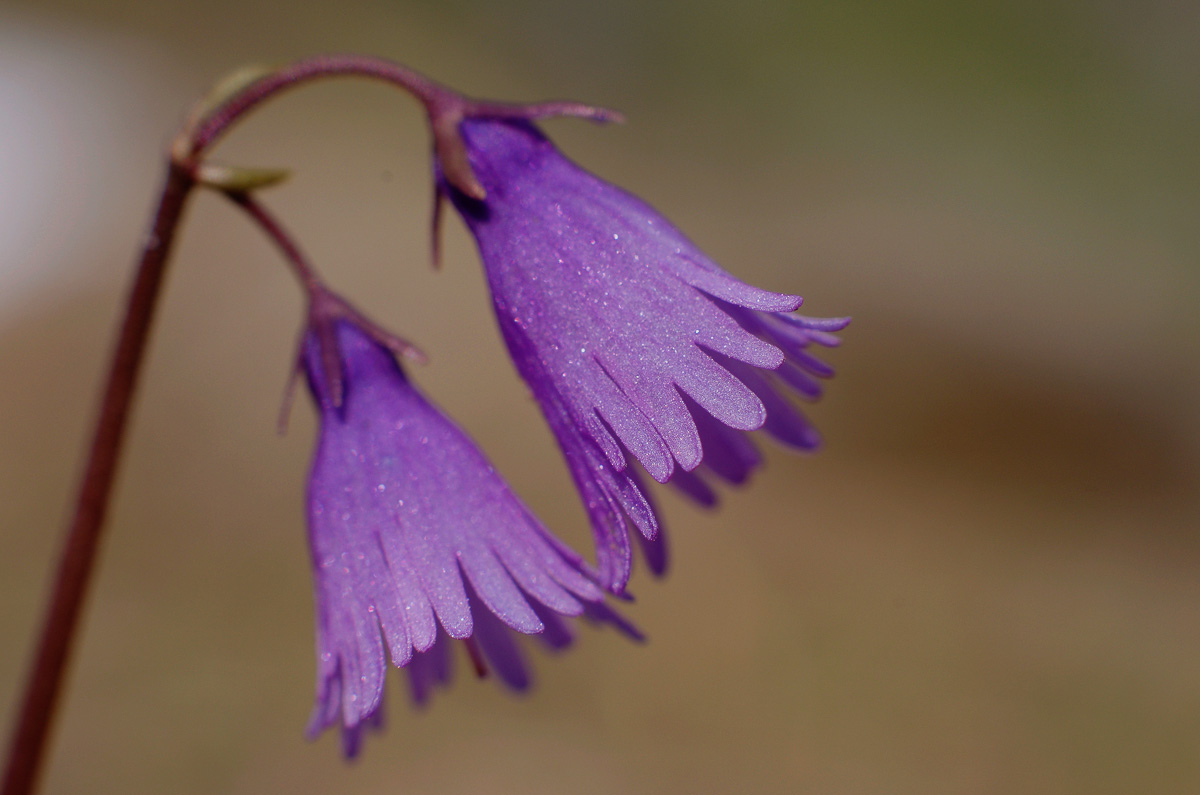 Alpine soldanella