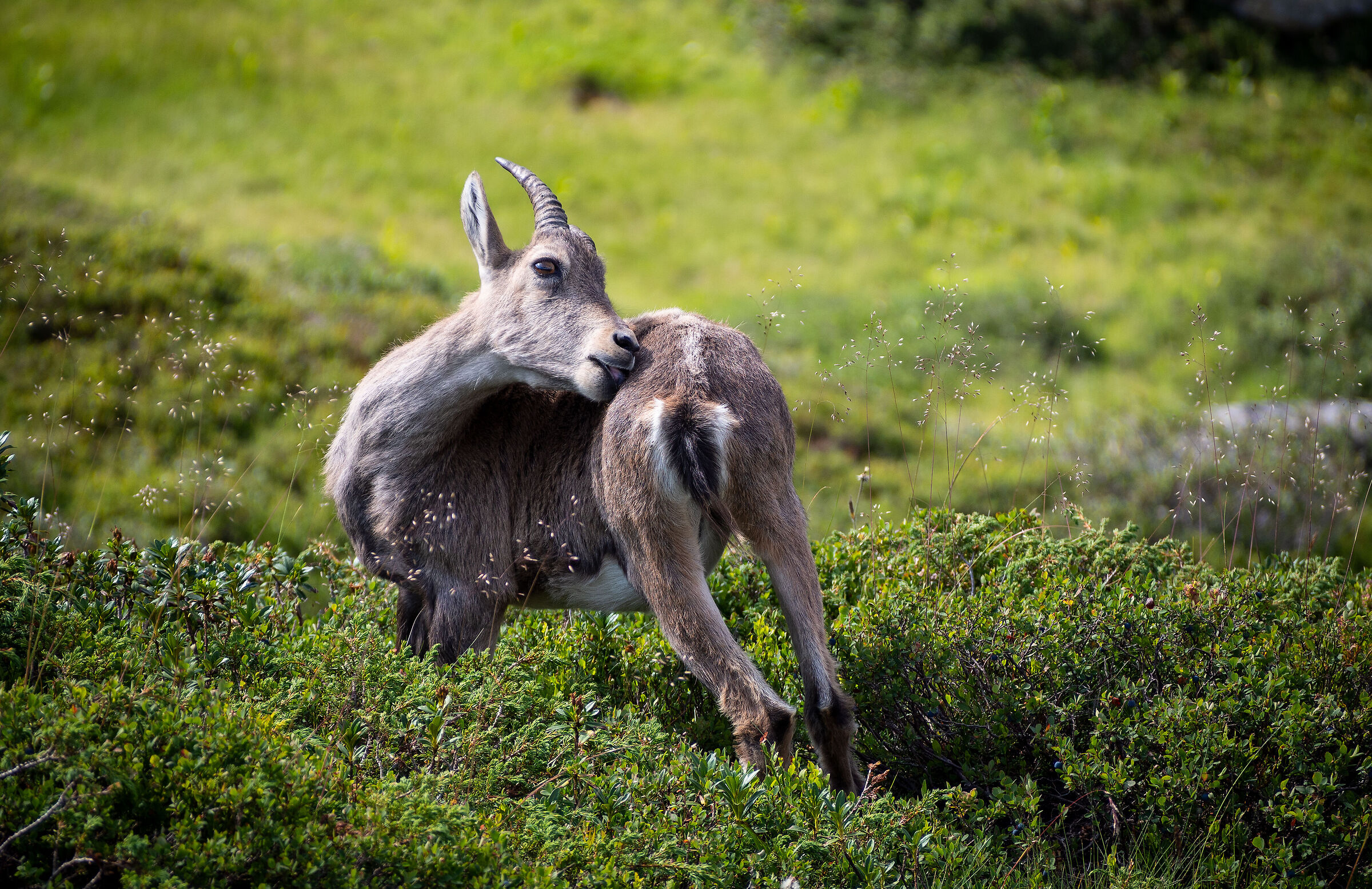 Ibex, Aiguilles Rouges.