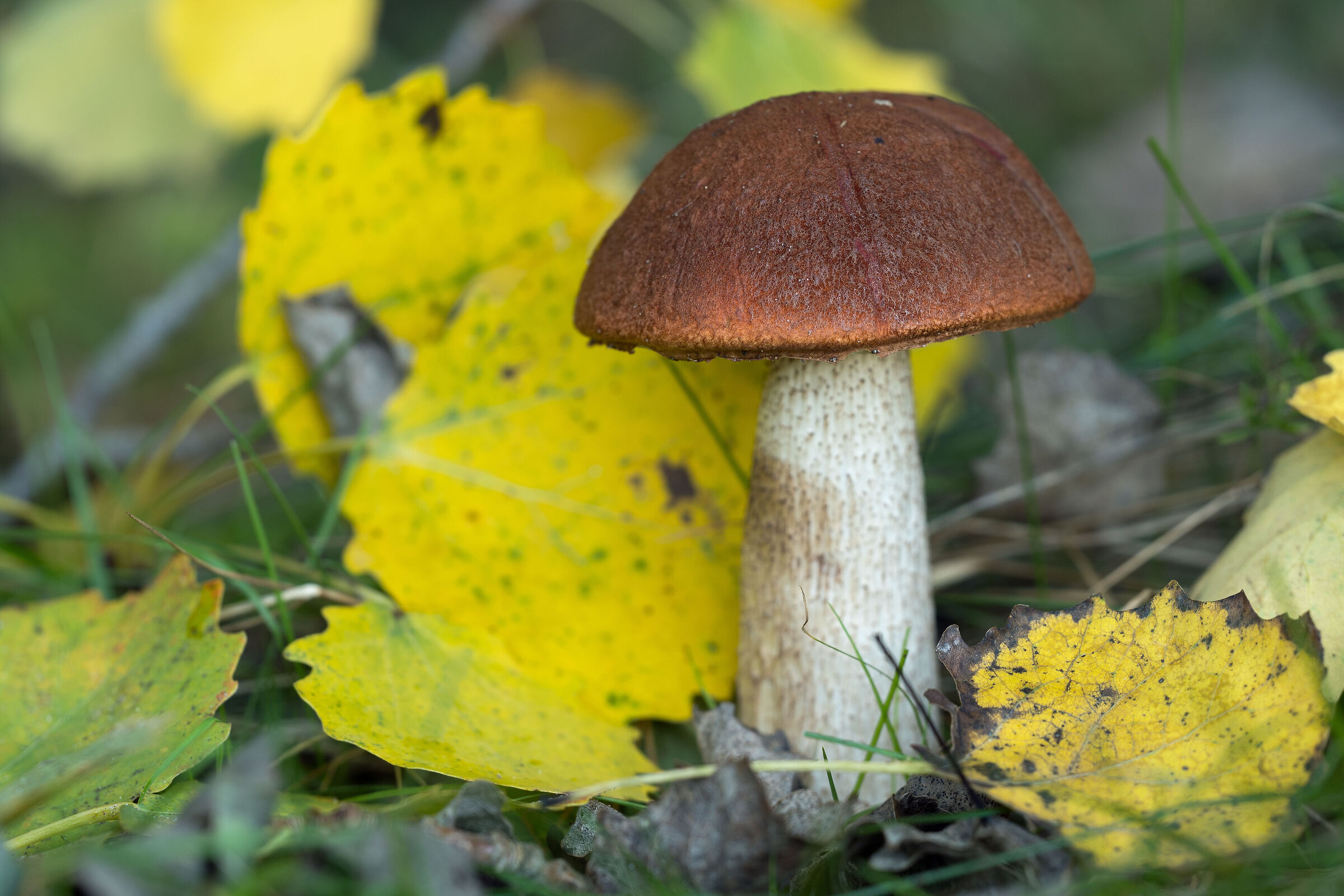 Leccinum quercinum