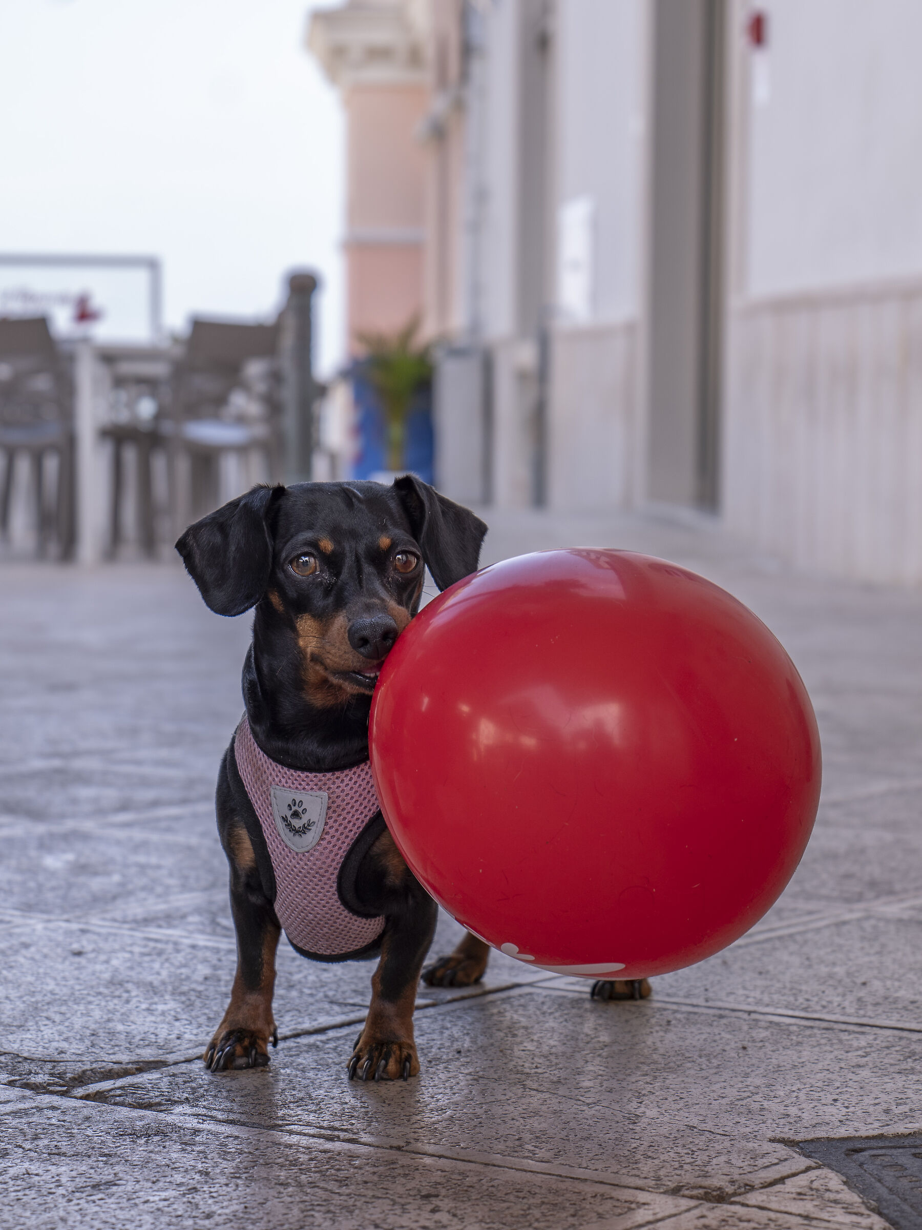 Pepita