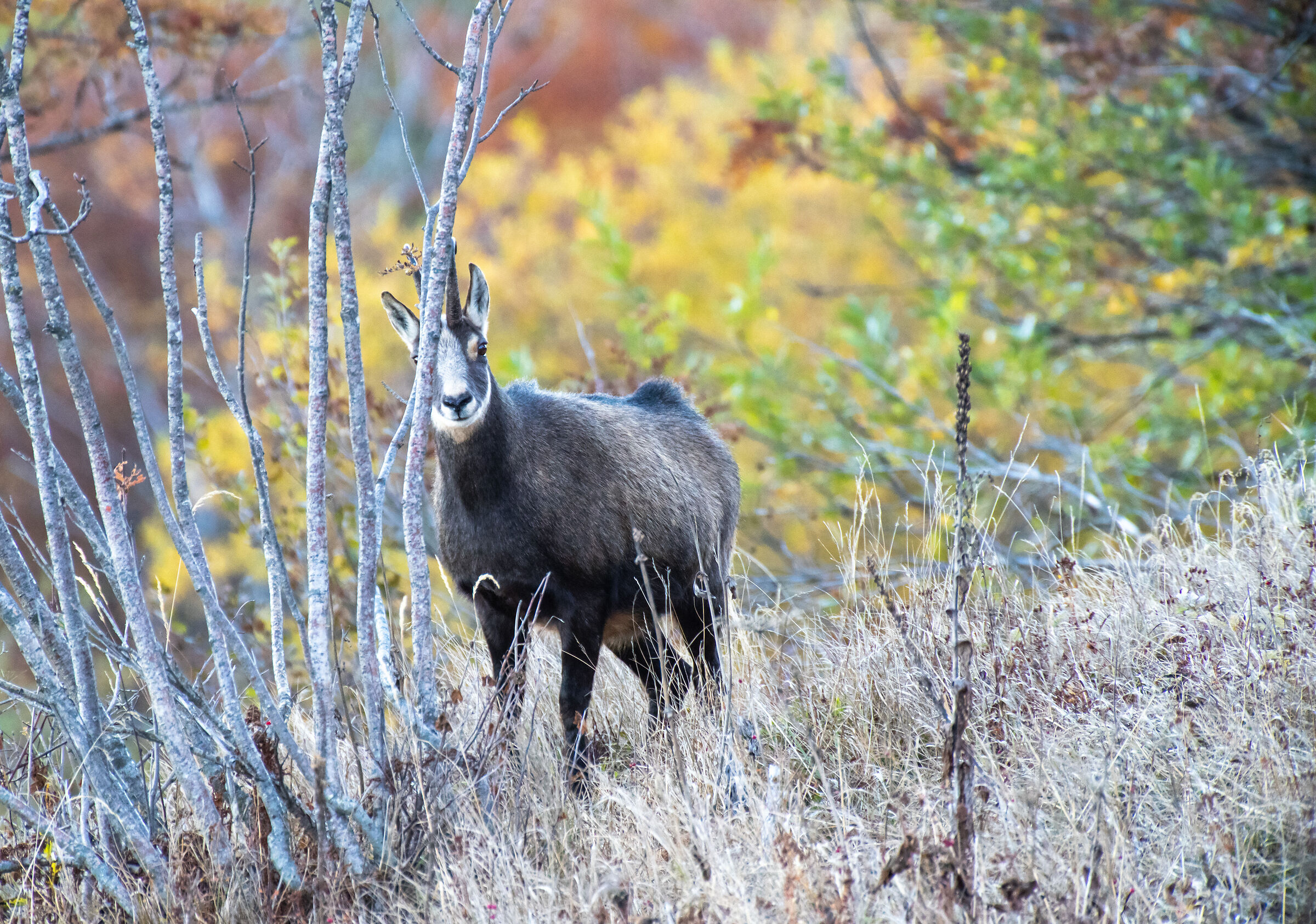 Curious chamois