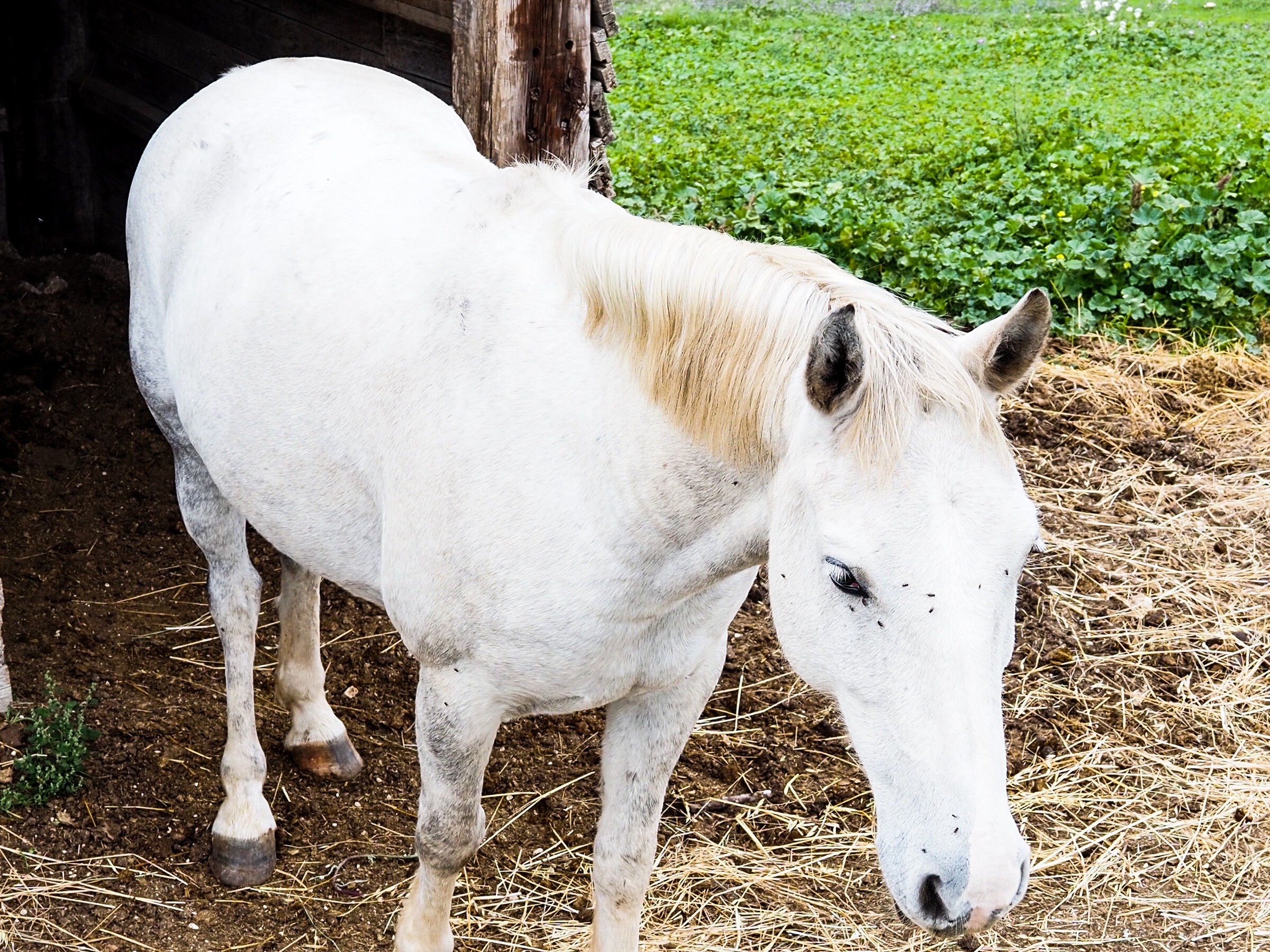 White horse