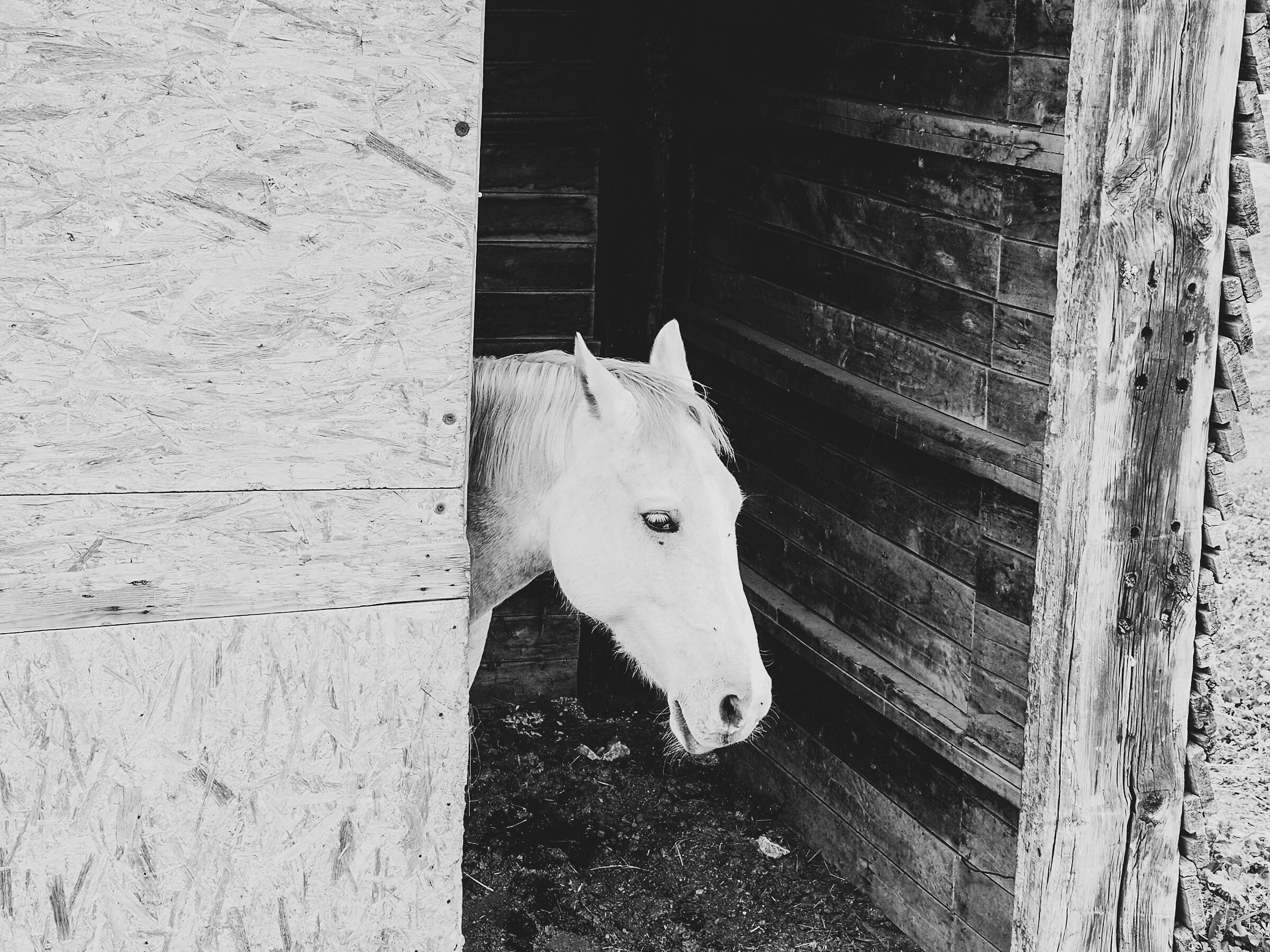 Shy horse
