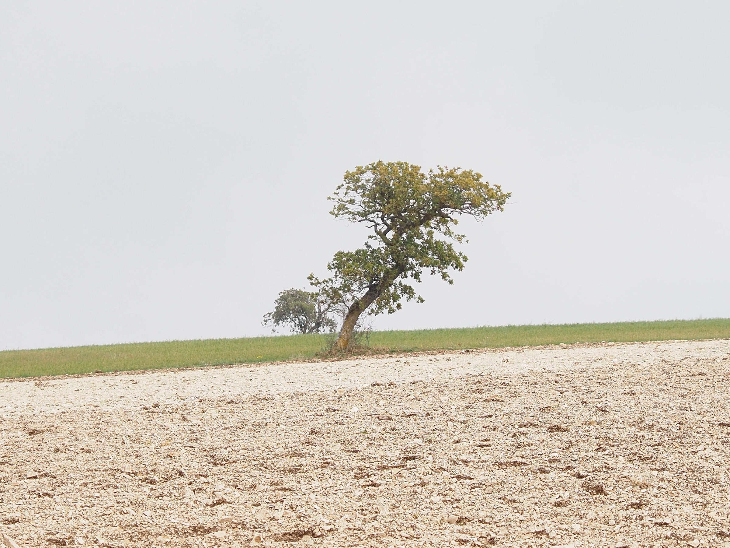 The lonely oak