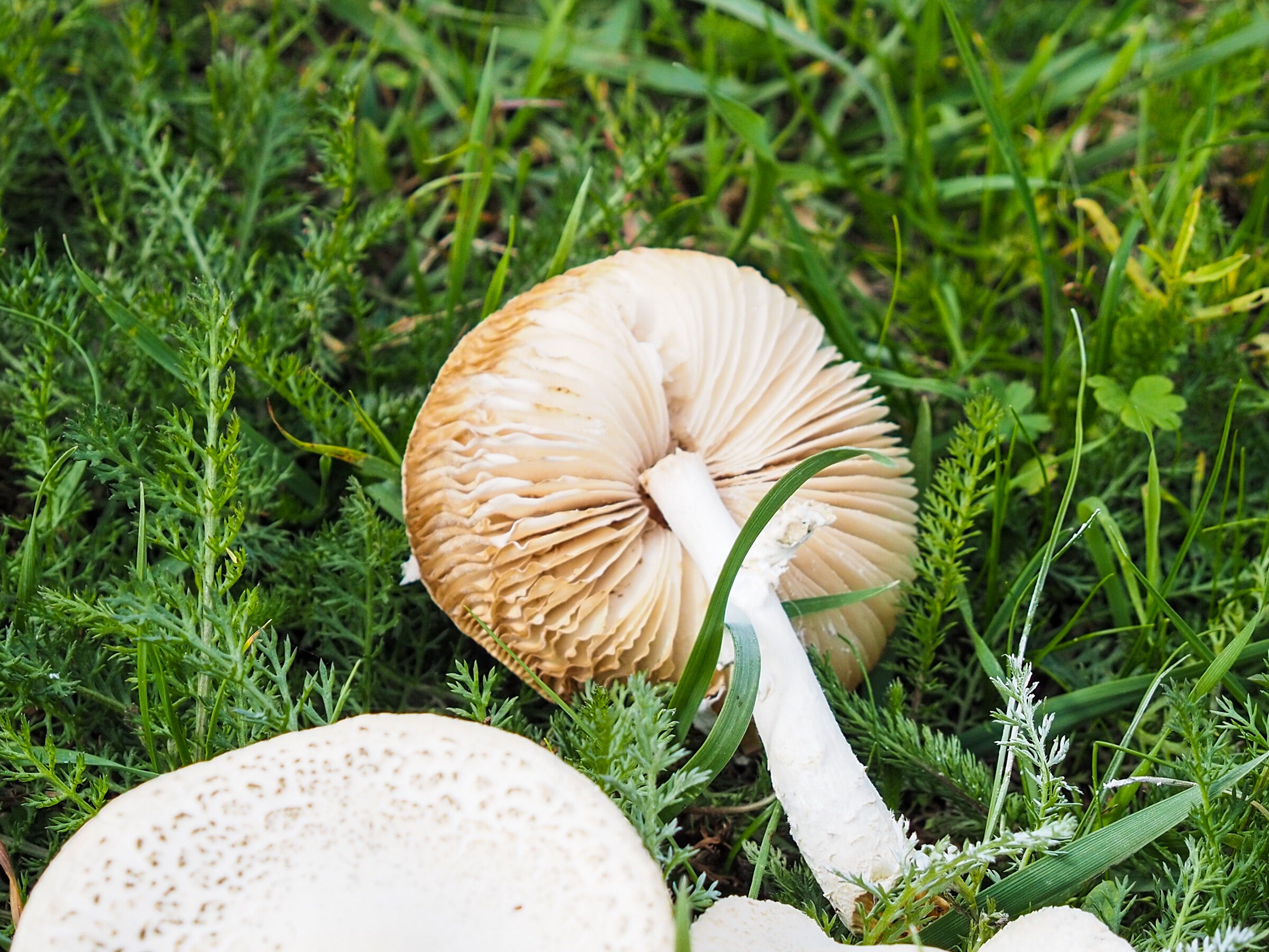 Stretched mushroom