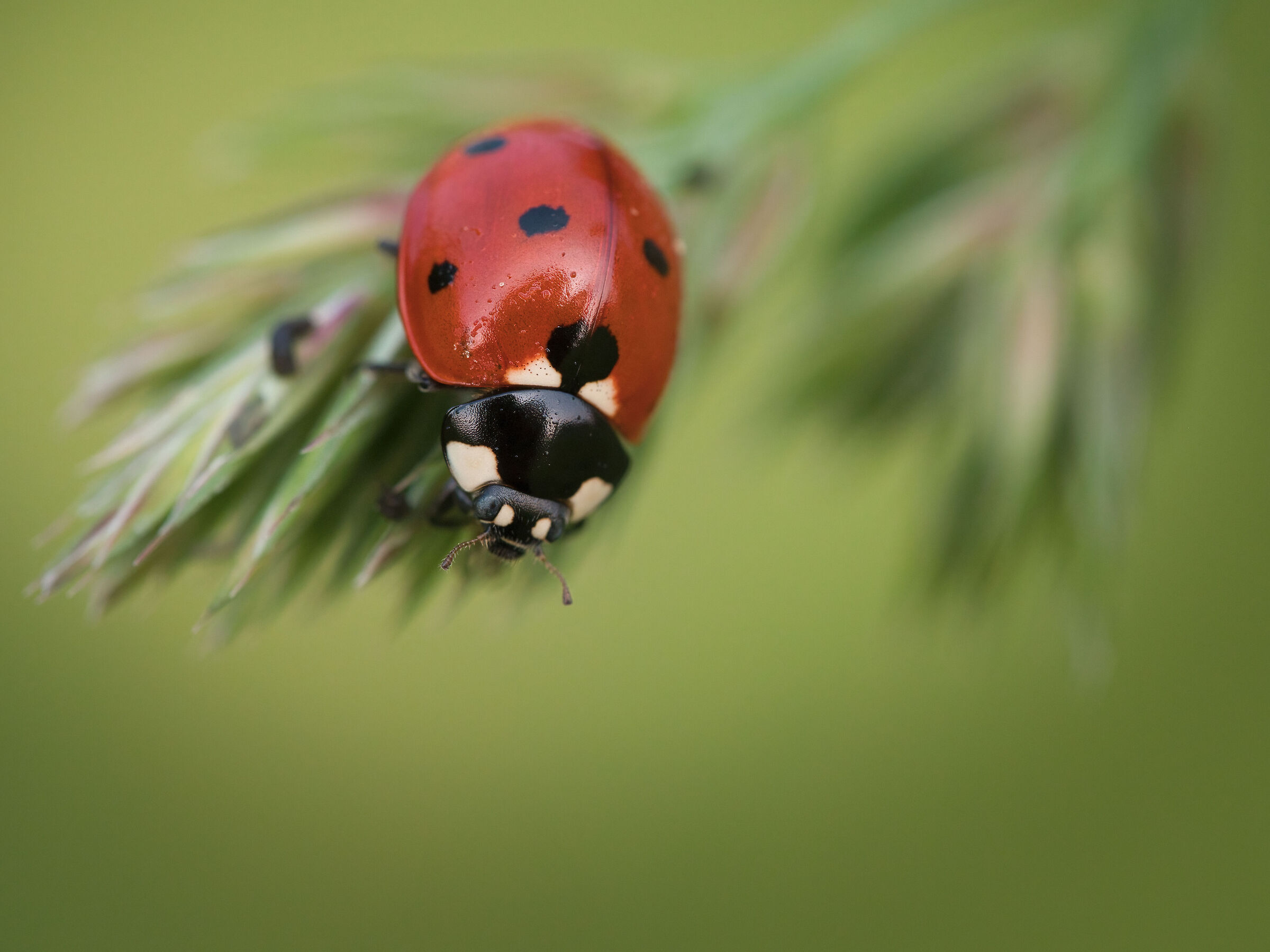 Coccinella comune (Coccinella septempunctata)