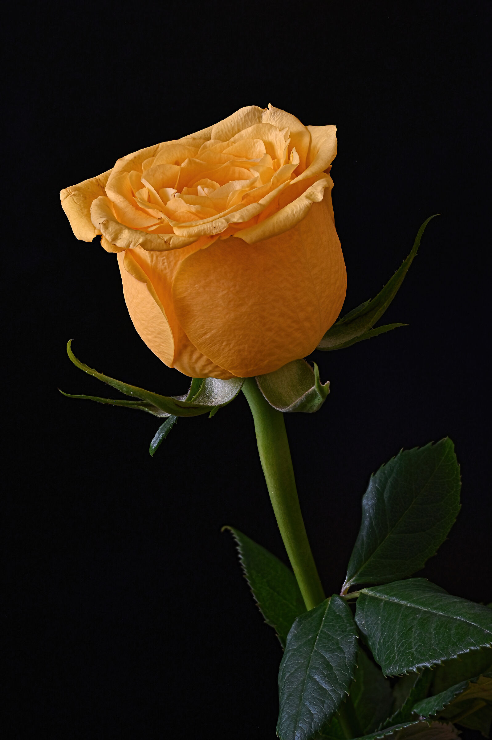 A simple yellow rose