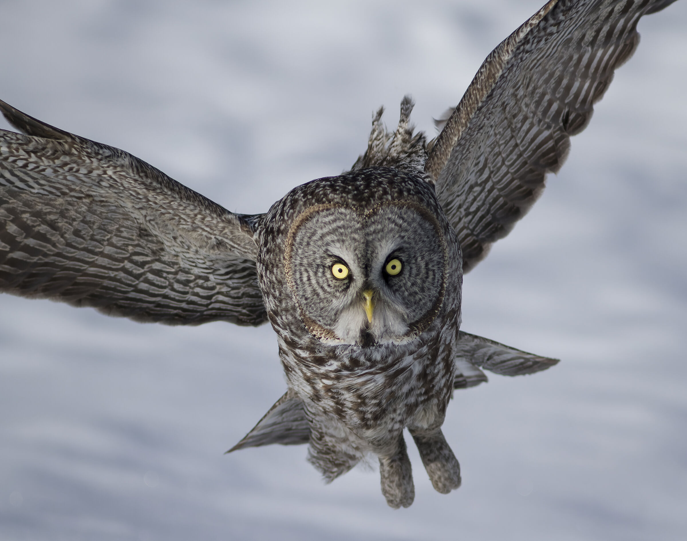 Intense prey hunting