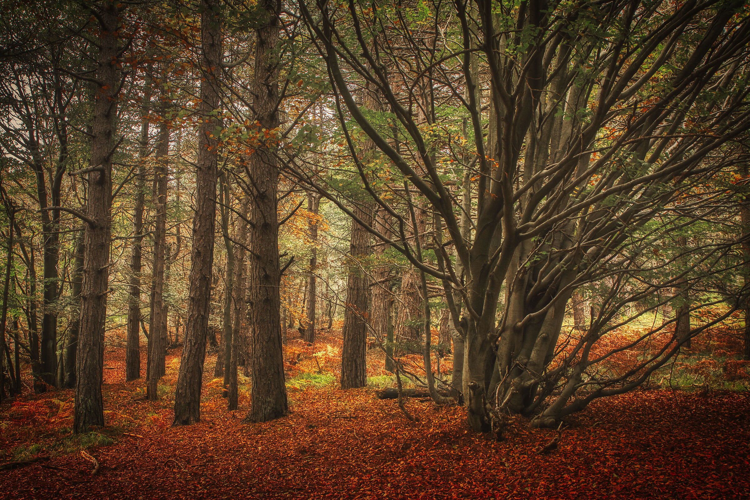 Autumn leaves...