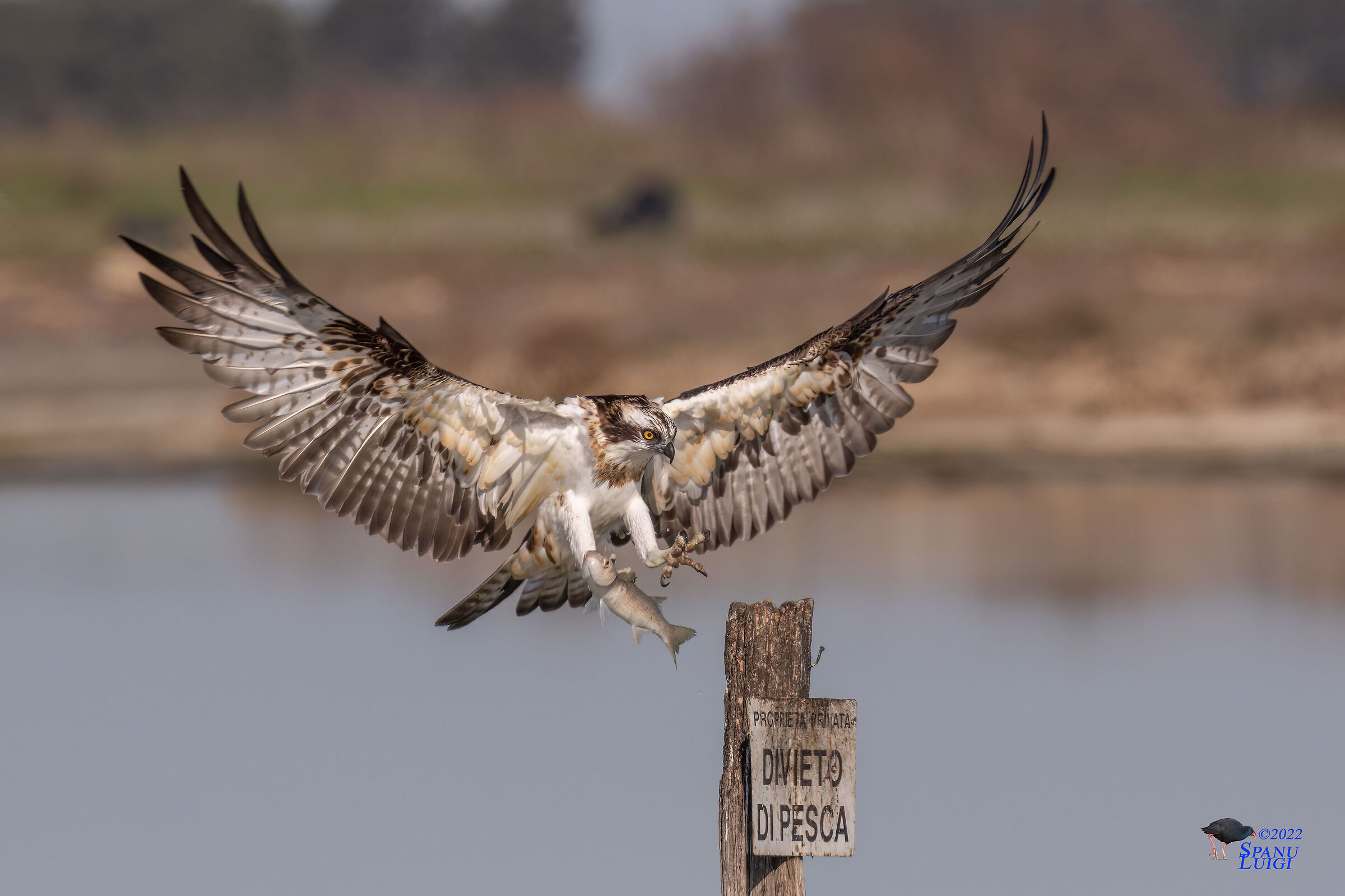 Osprey