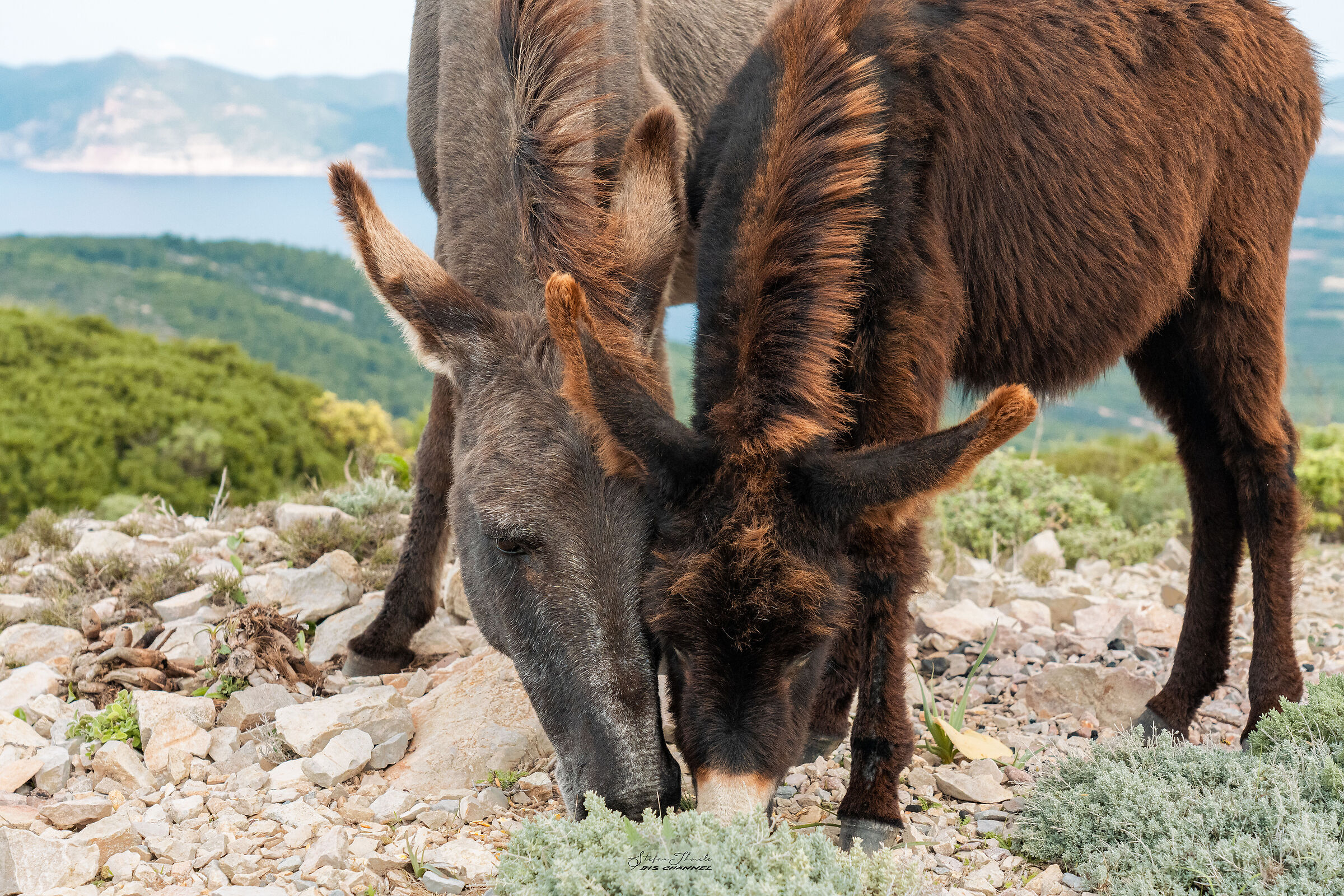 Asinelli sul Monte Timidone - Alghero